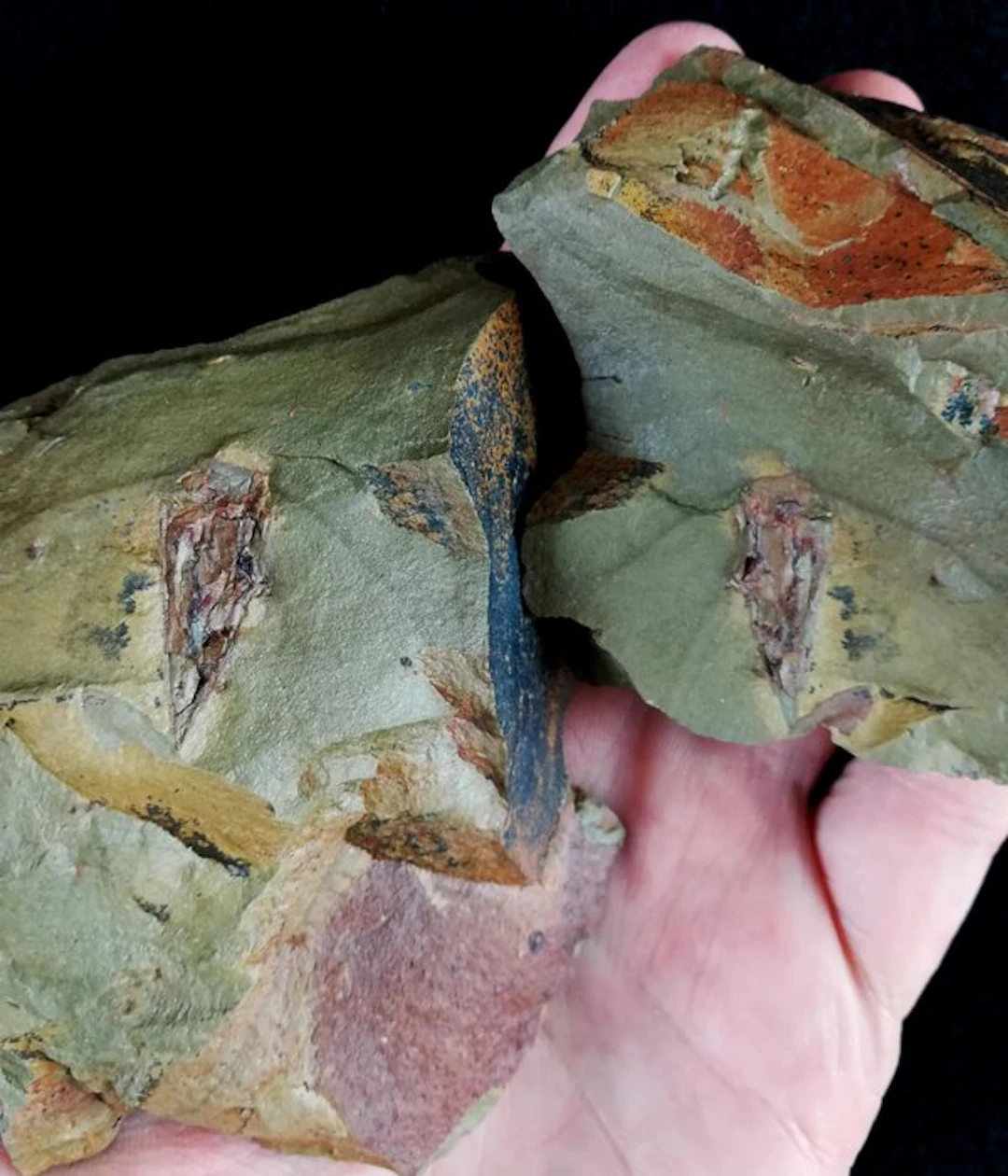 An enigmatic primitive animal!!! - Conularia - Fossilised...
