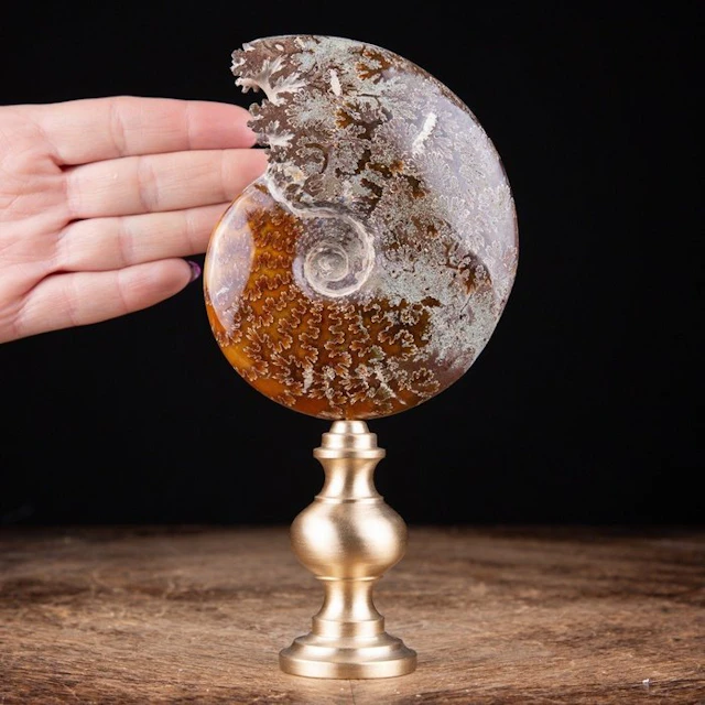 Exclusive Ammonite on Turned Brass Base - Fossil fragment...