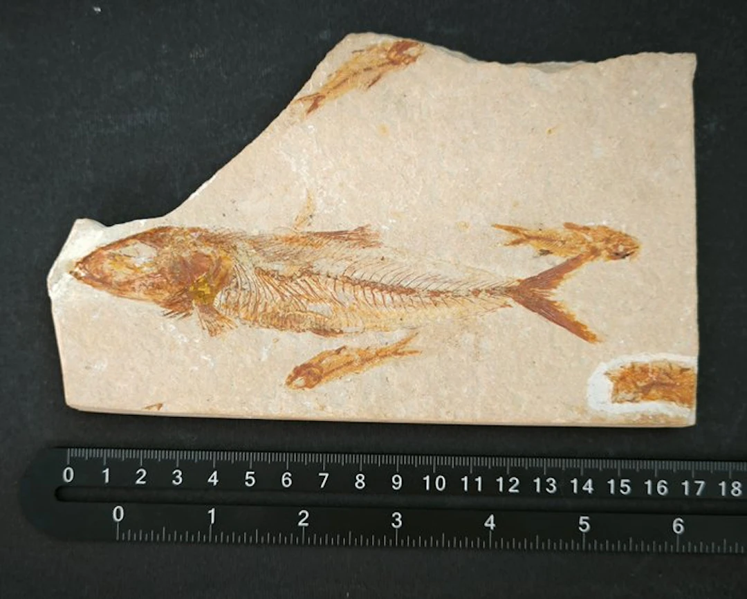 Fossil matrix - Lebonichthys Lewisi + 4 pesci di Armigatus brevissimus
