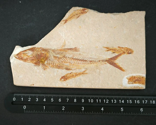 Fossil matrix - Lebonichthys Lewisi + 4 pesci di Armigatus brevissimus