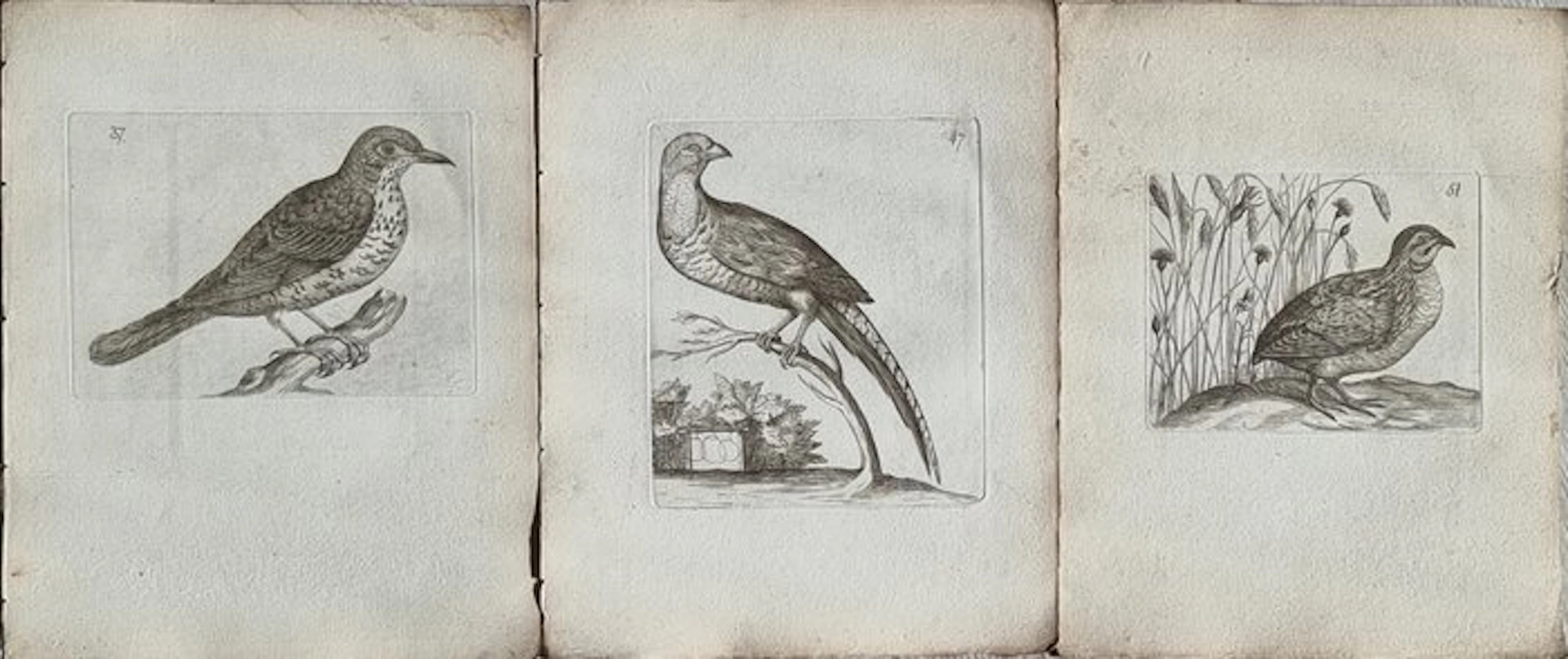 Johann Andreas Naumann (1744 – 1826) - Johann Andreas e...