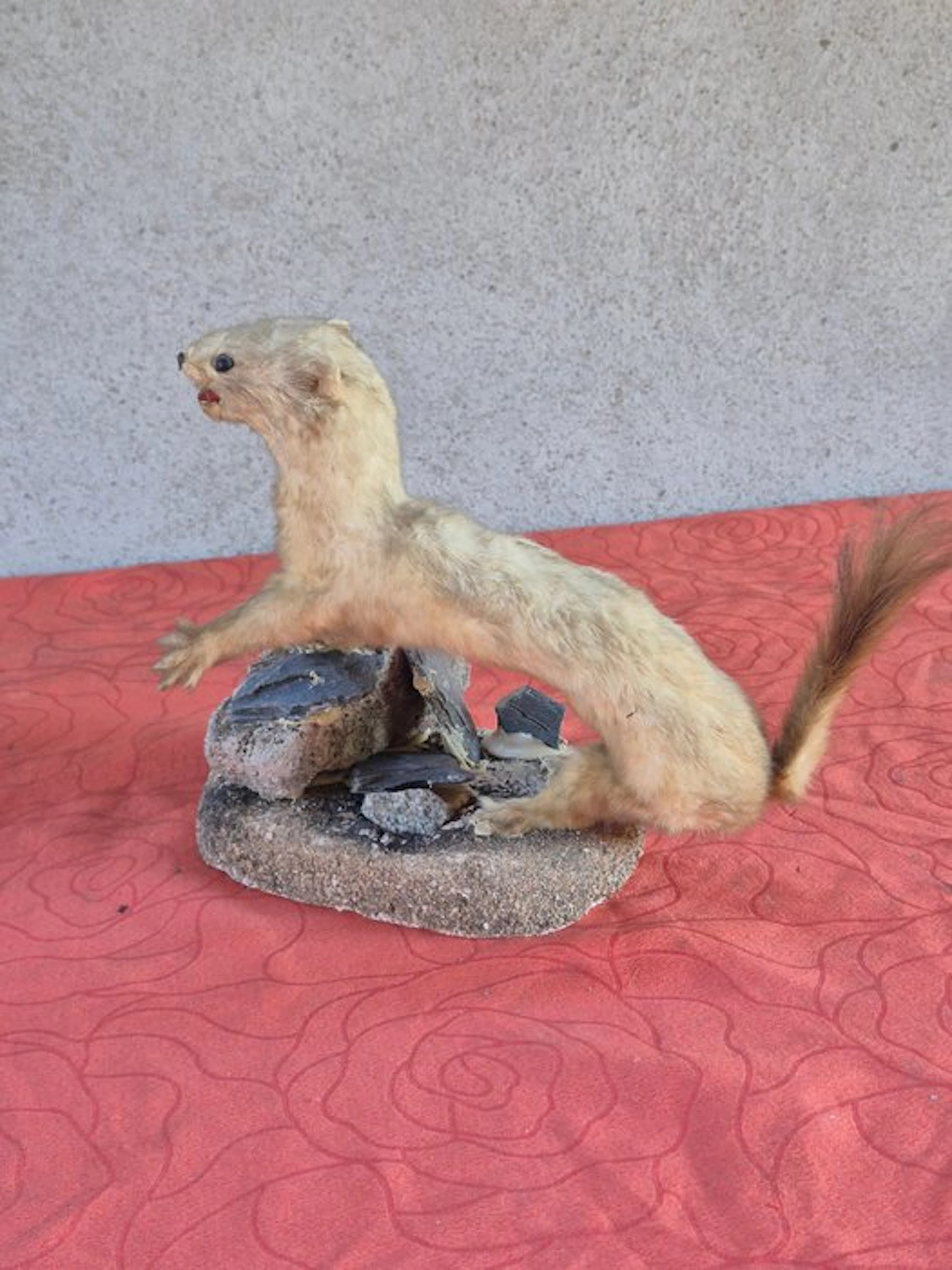 Mountain Weasel Taxidermy wall mount - Mustela altaica...