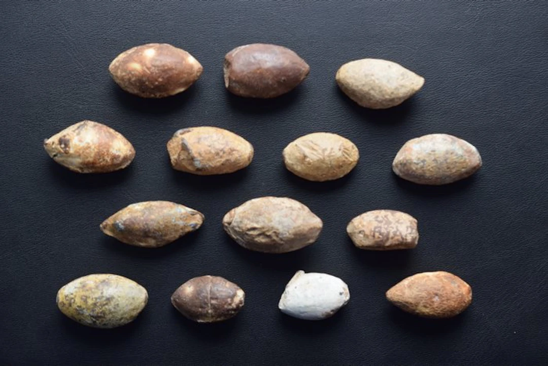 Ancient Greek Lead Ancient Greek Lead Sling Bullets – Collection of 14 Glandes