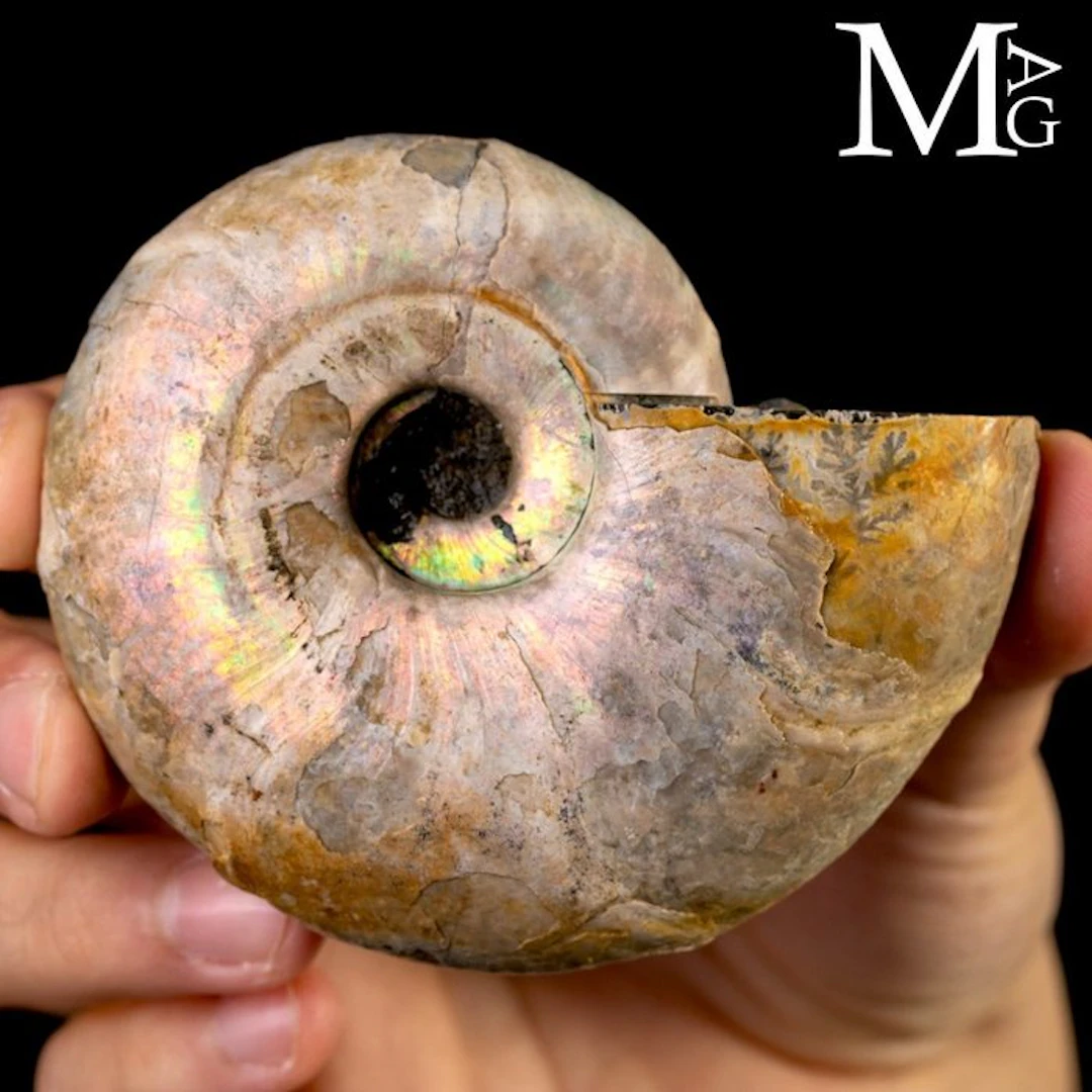 Special Rainbow Pearlized Desmoceras Latidorsatum...