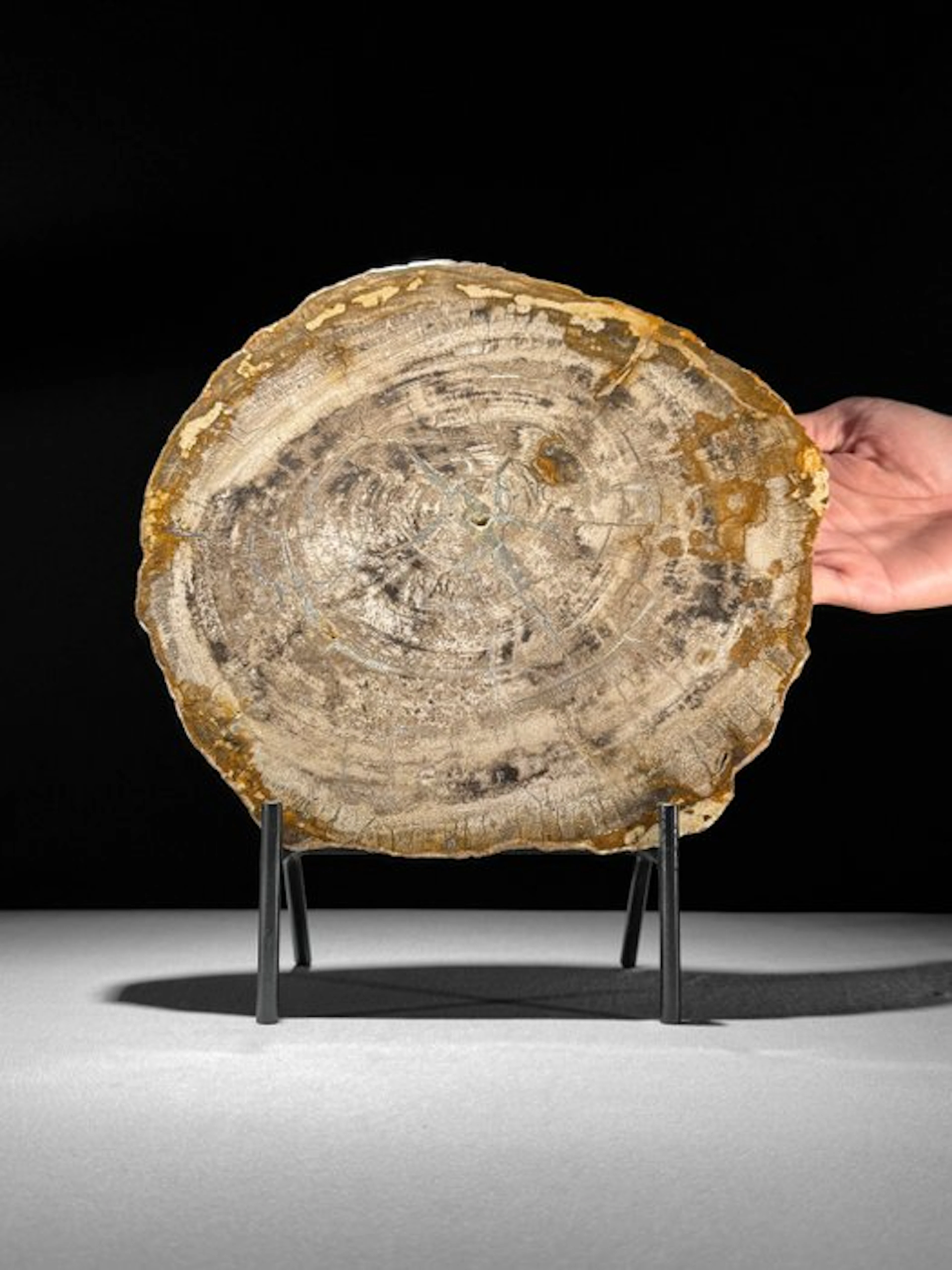 Stunning Slice of Petrified Wood on a custom stand...