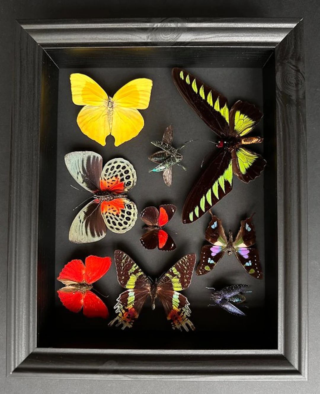 Butterfly Taxidermy full body mount - Magnifique cadre...