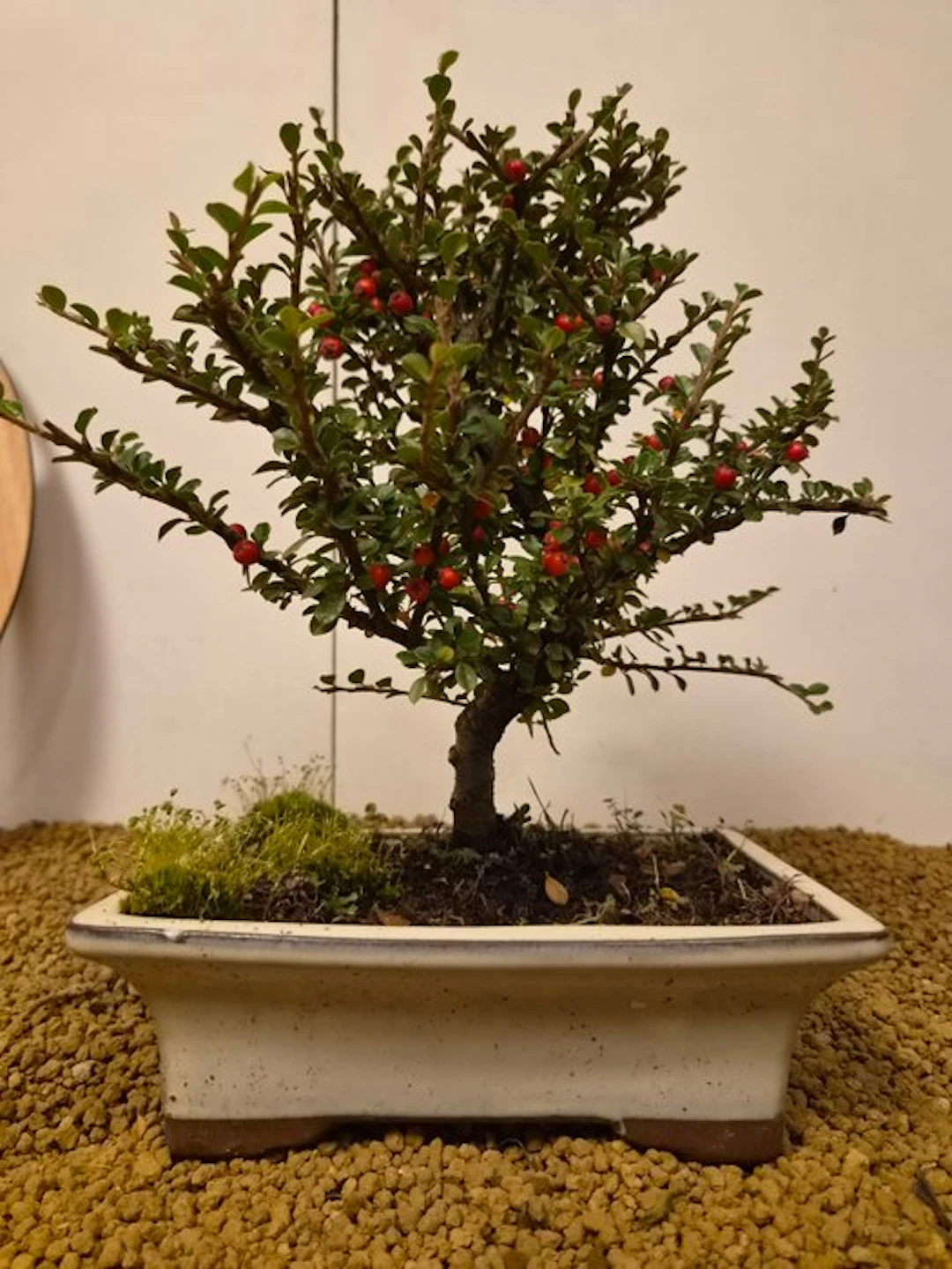 cotoneaster - Height (Tree): 27 cm - Depth (Tree): 26 cm - Portugal
