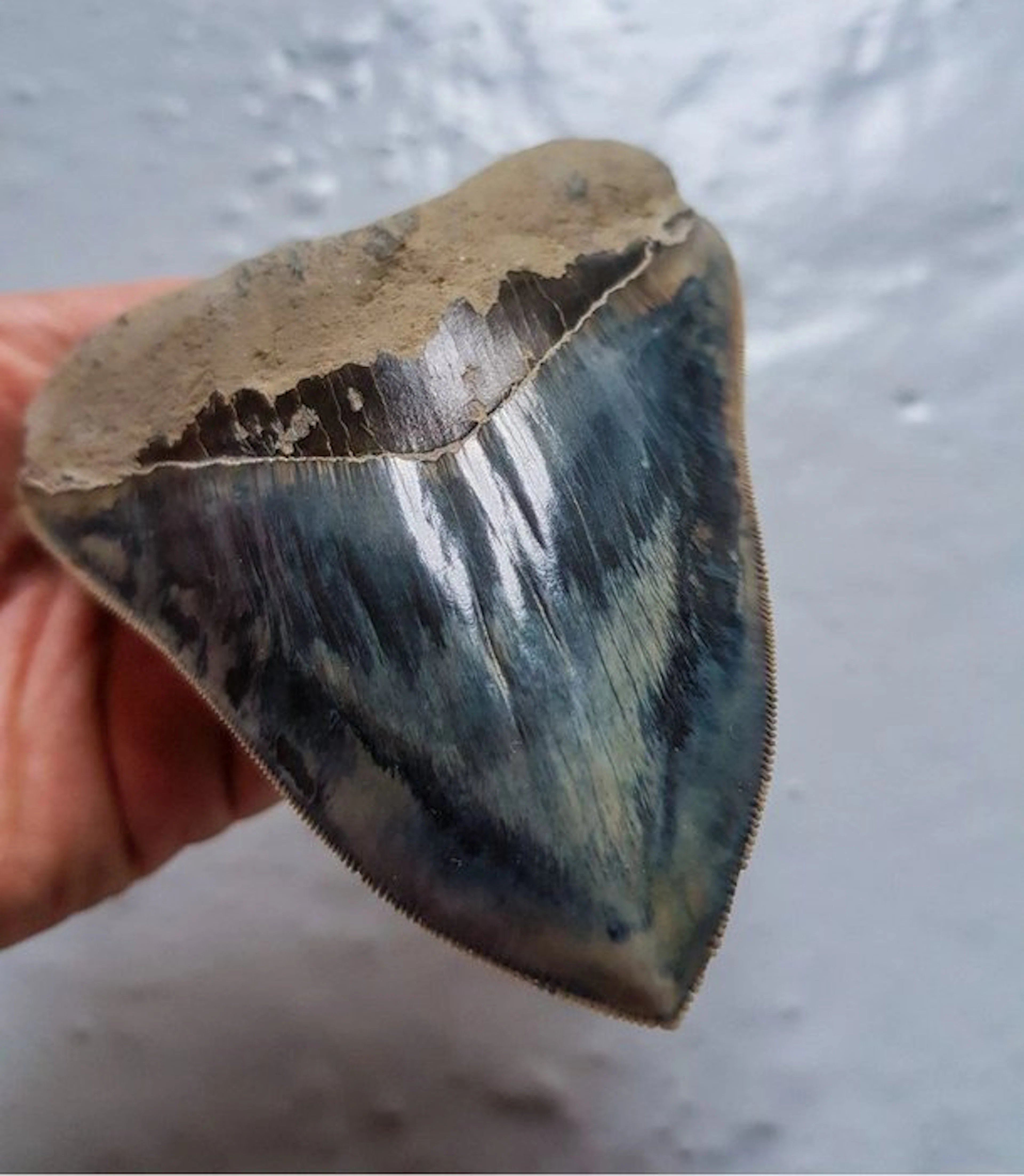 Megalodon - Fossil tooth - 12.5 cm - 9.6 cm
