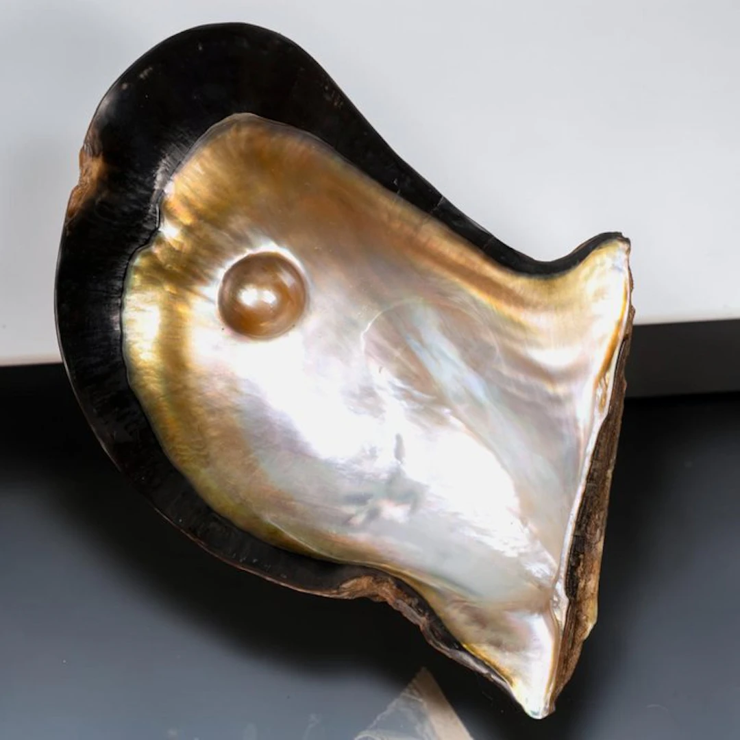 Pteria penguin – Winged Pearl Oyster with Blister Pearl...
