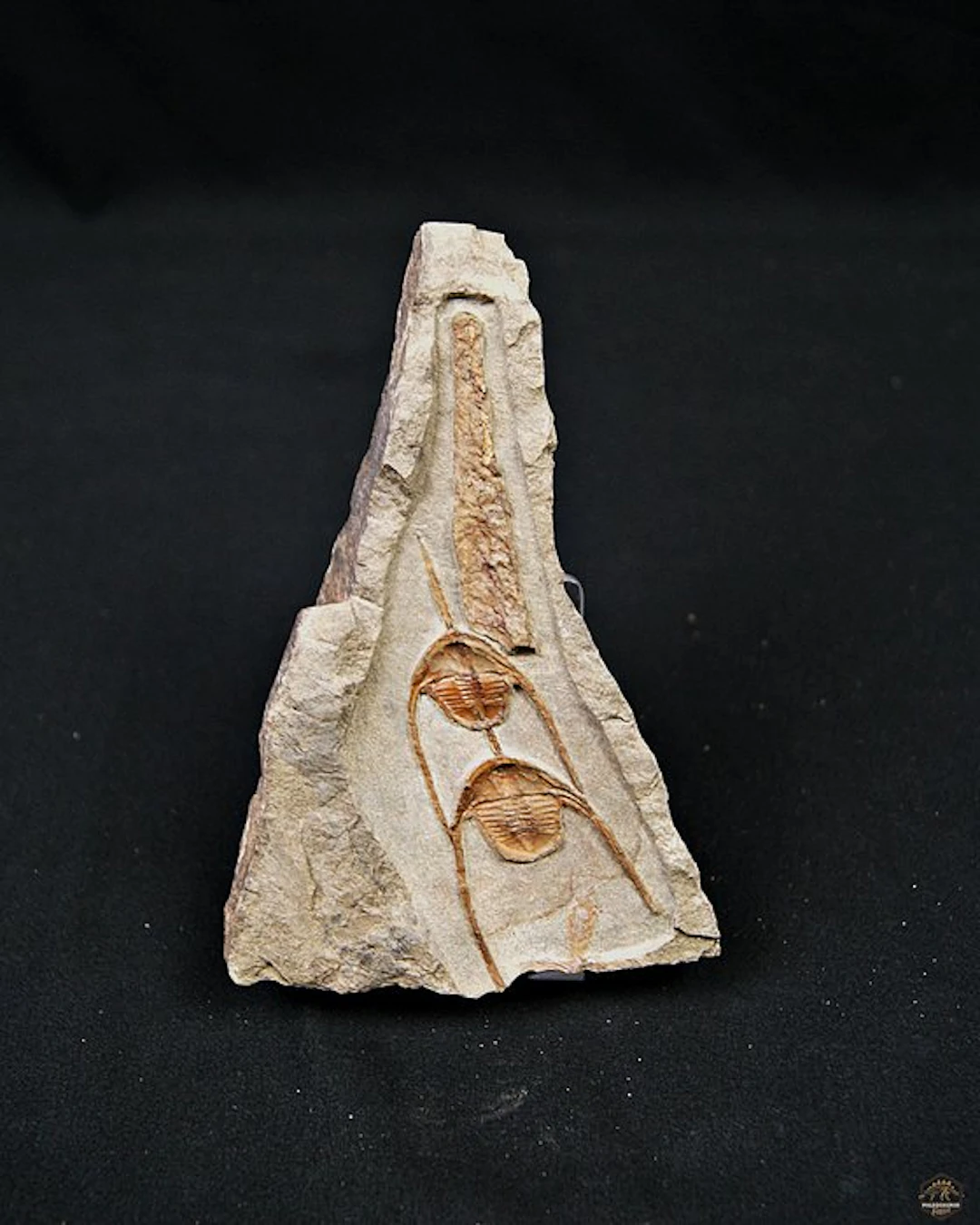 Trilobite - Fossilised animal - Ampyx cf. priscus