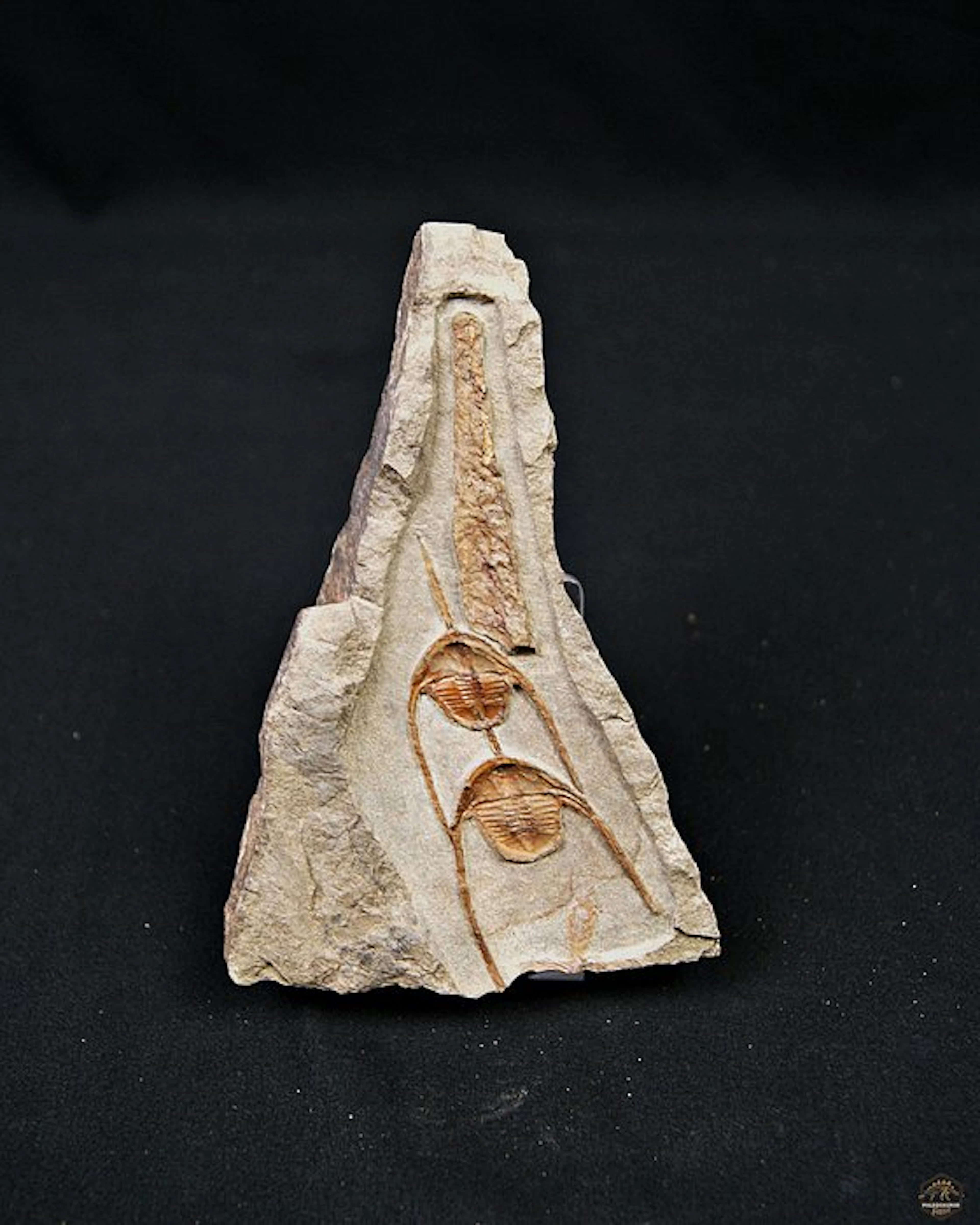 Trilobite - Fossilised animal - Ampyx cf. priscus