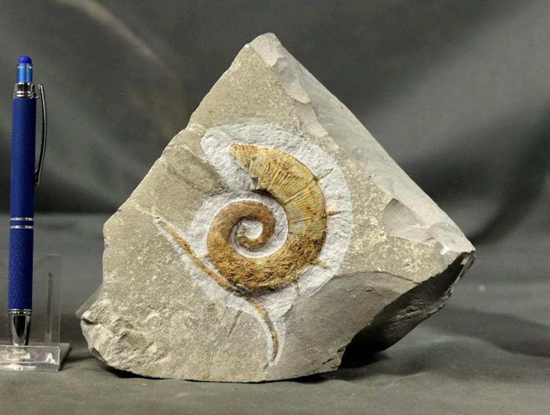 Fine uncoiled ammonite - On stone - With natural spines...