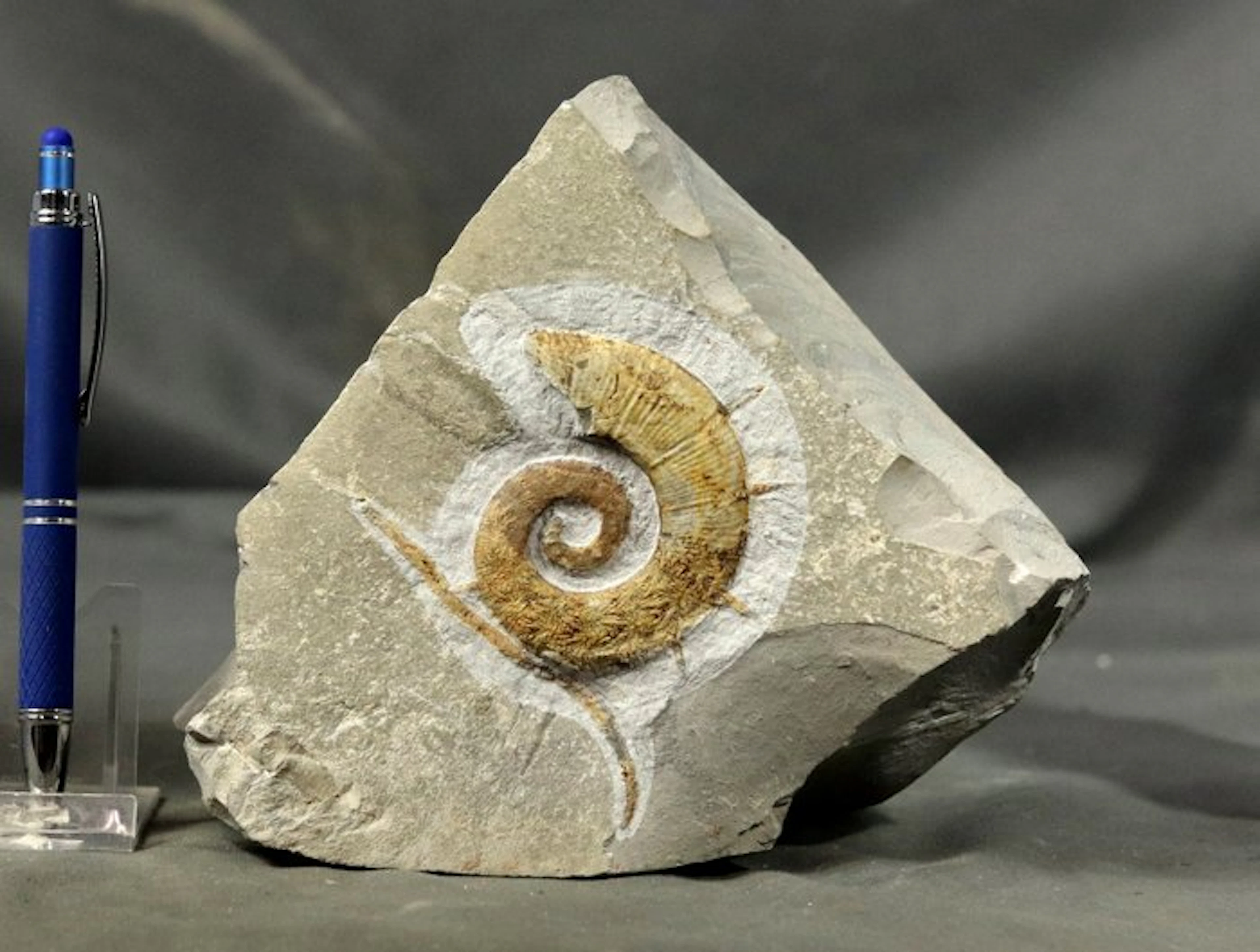 Fine uncoiled ammonite - On stone - With natural spines...
