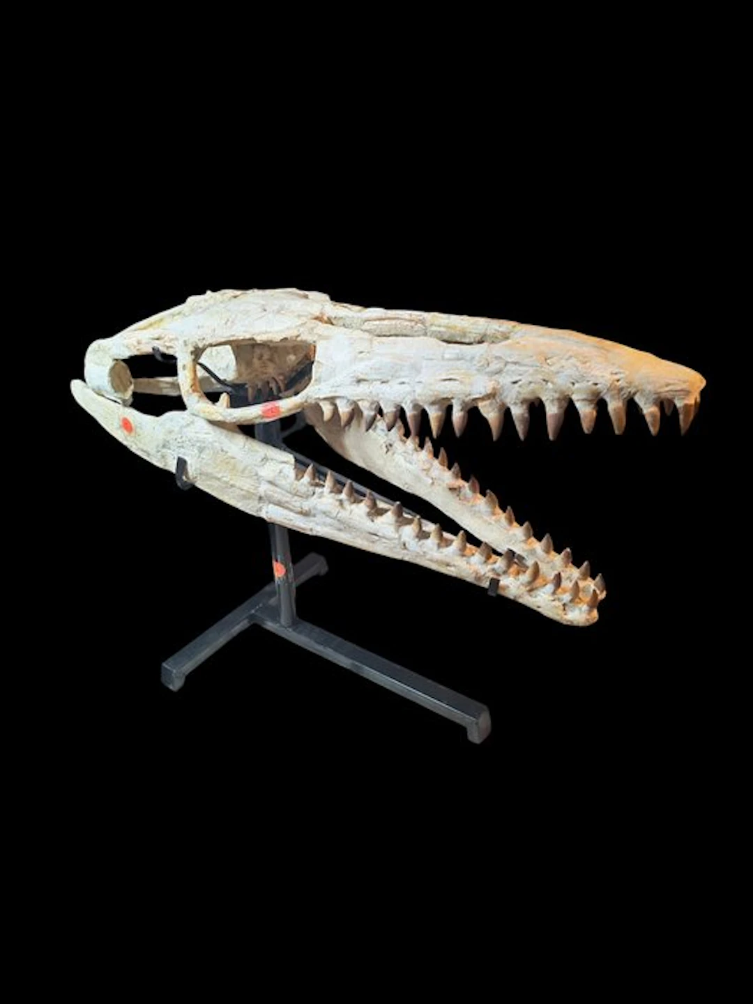 Stunning fossilized skull - Fossil skull - Thalassotitan atrox - 70 cm - 25 cm