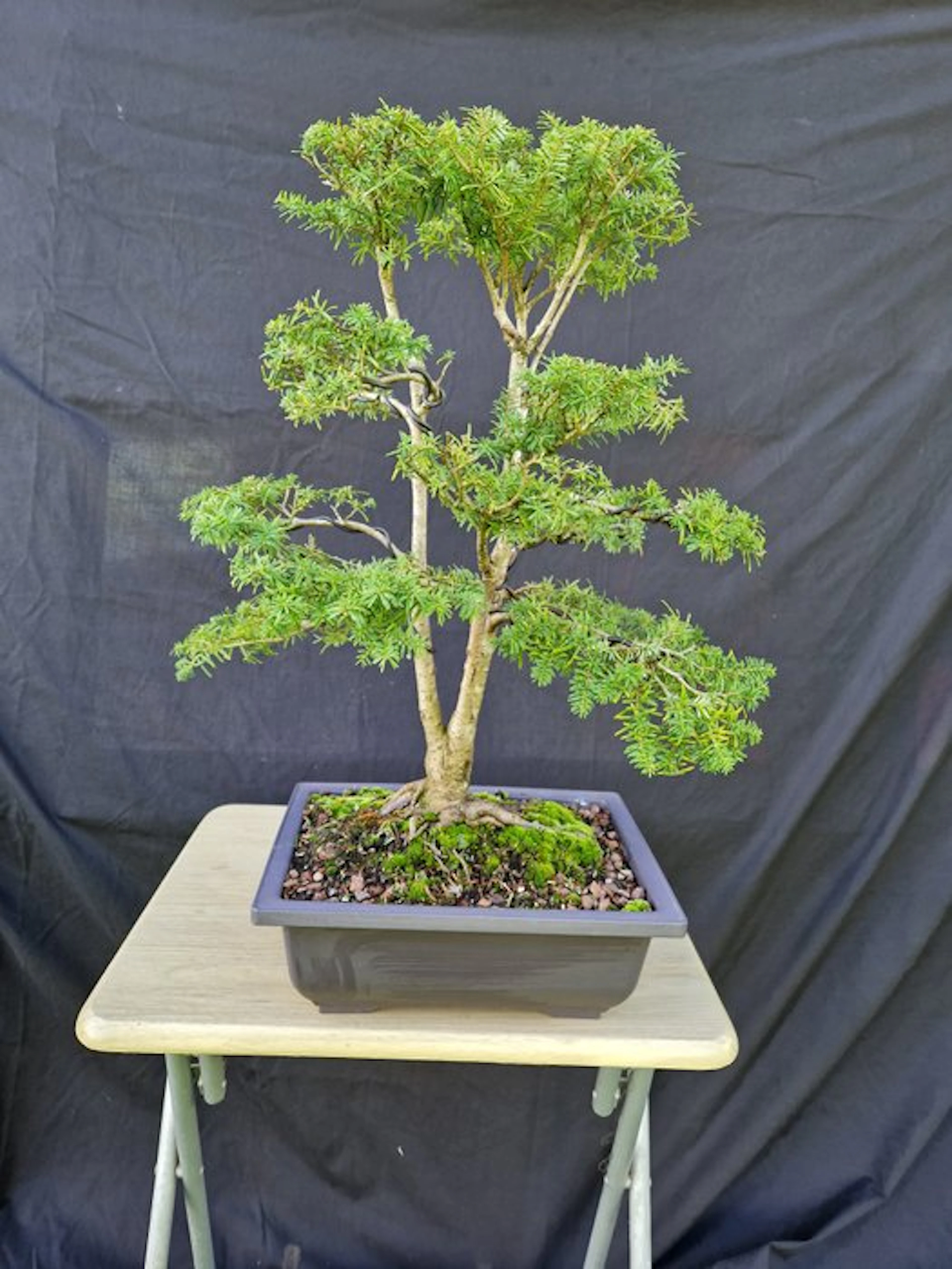 Western American spruce. - Height (Tree): 50 cm - Depth (Tree): 45 cm - Canada