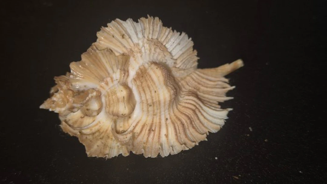 Conch Sea shell - Chicoreus miyokoae (No reserve price)