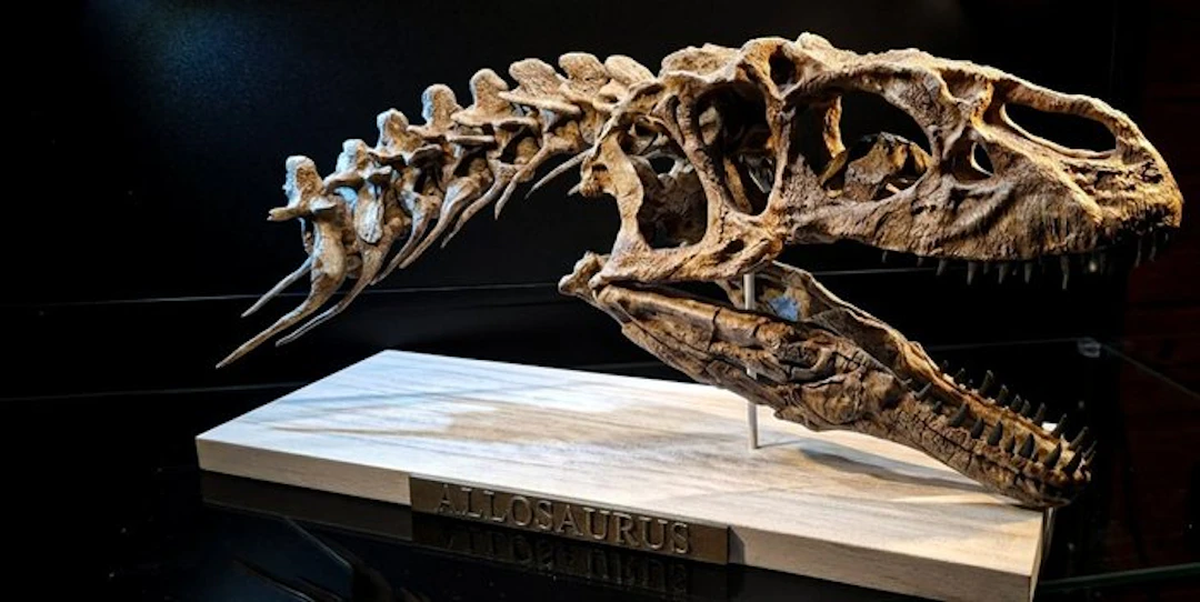 Replica Allosaurus Skull 43 cm - Fossil skull