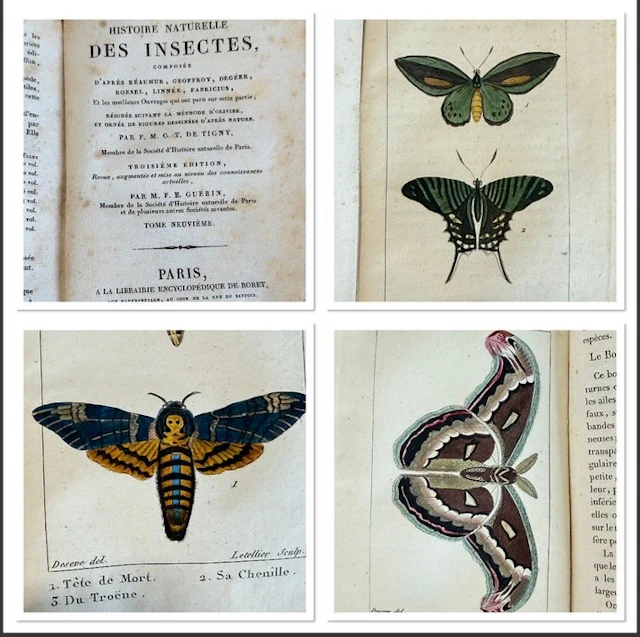 Tigny & Guérin - Histoire naturelle des insectes - 1830