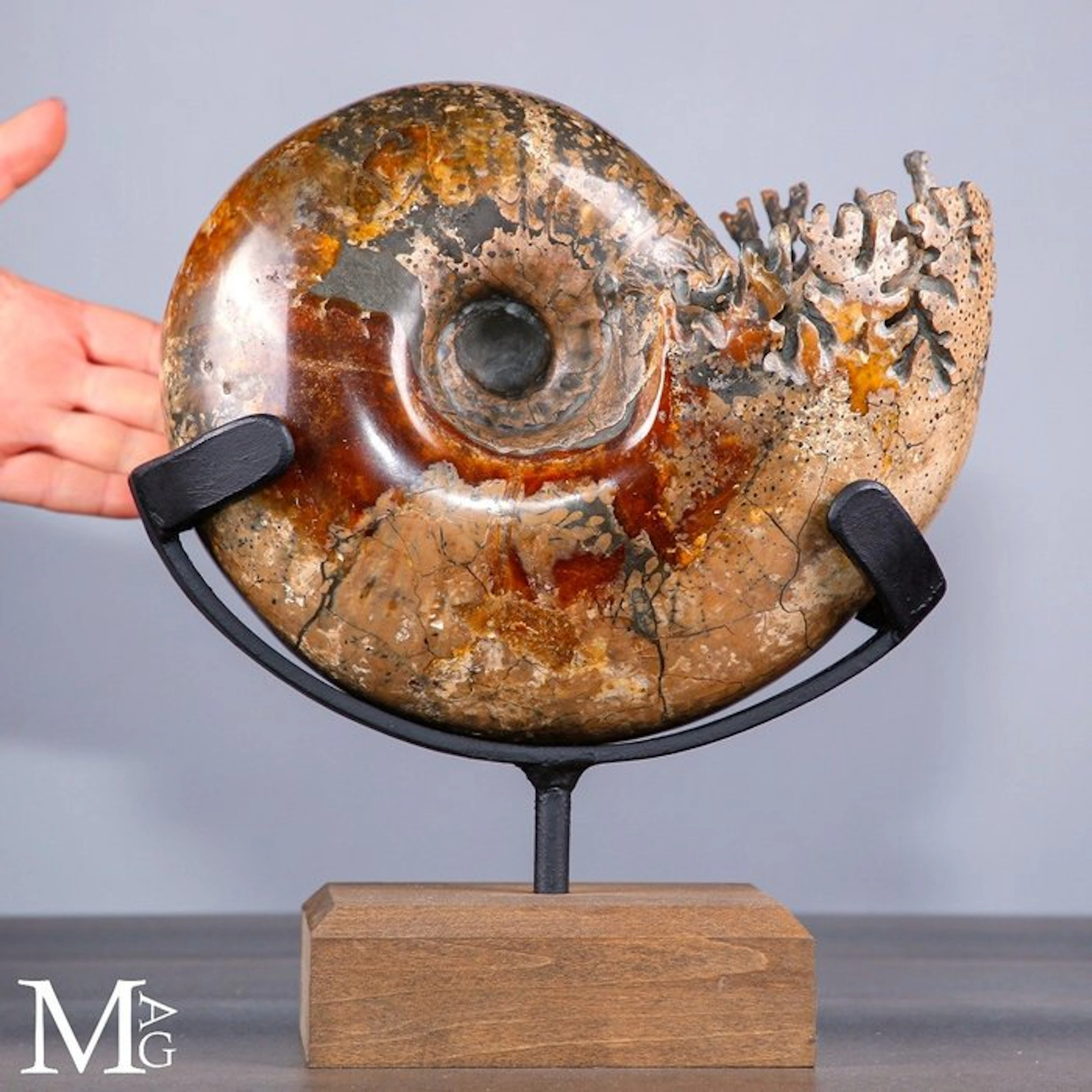 Phylloceras Ammonite with Fiery Orange Hues and Exposed...