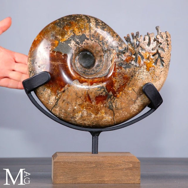 Phylloceras Ammonite with Fiery Orange Hues and Exposed...