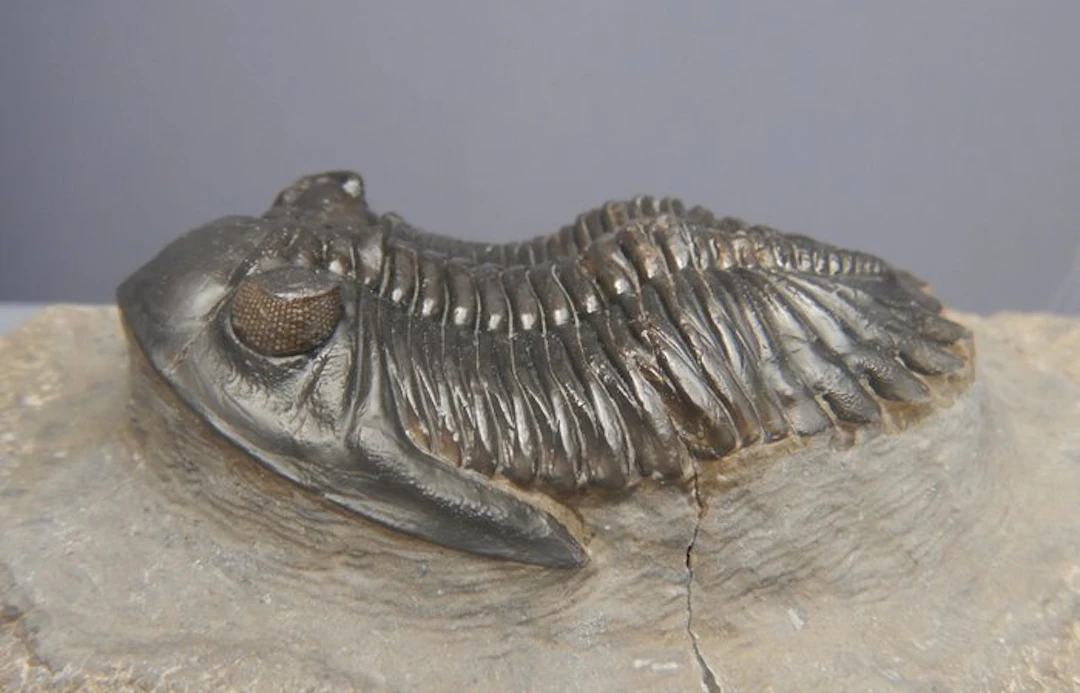 Fossil - Fossil skeleton - Hollardops mescoristata - 6 cm
