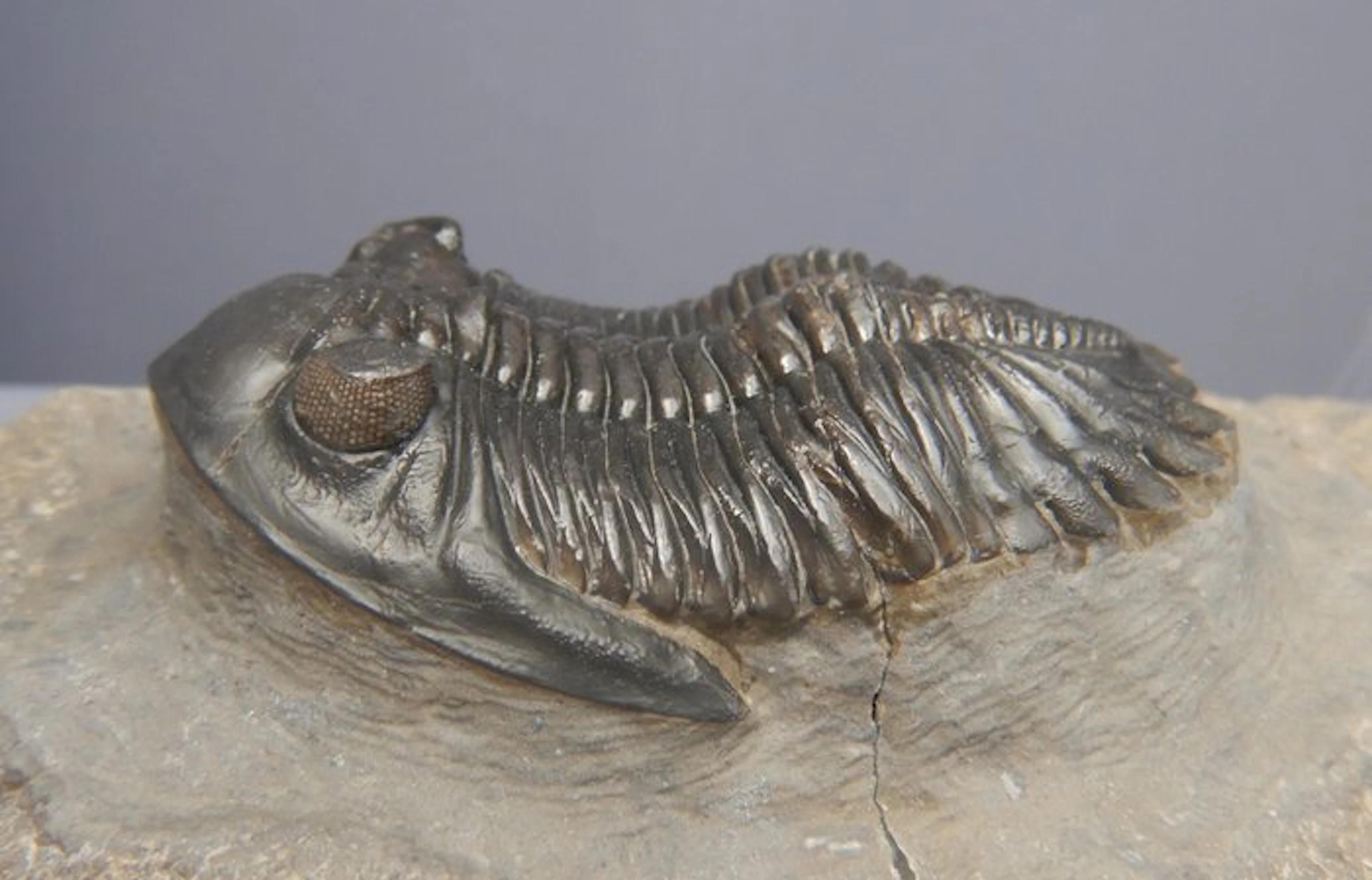 Fossil - Fossil skeleton - Hollardops mescoristata - 6 cm