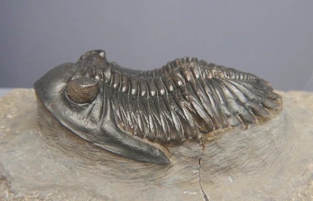 Fossil - Fossil skeleton - Hollardops mescoristata - 6 cm