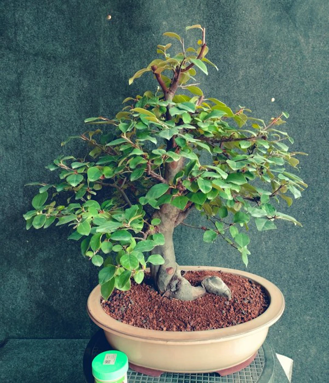 Pseudocidonia sinensis - Height (Tree): 50 cm - Depth (Tree): 48 cm - Japan