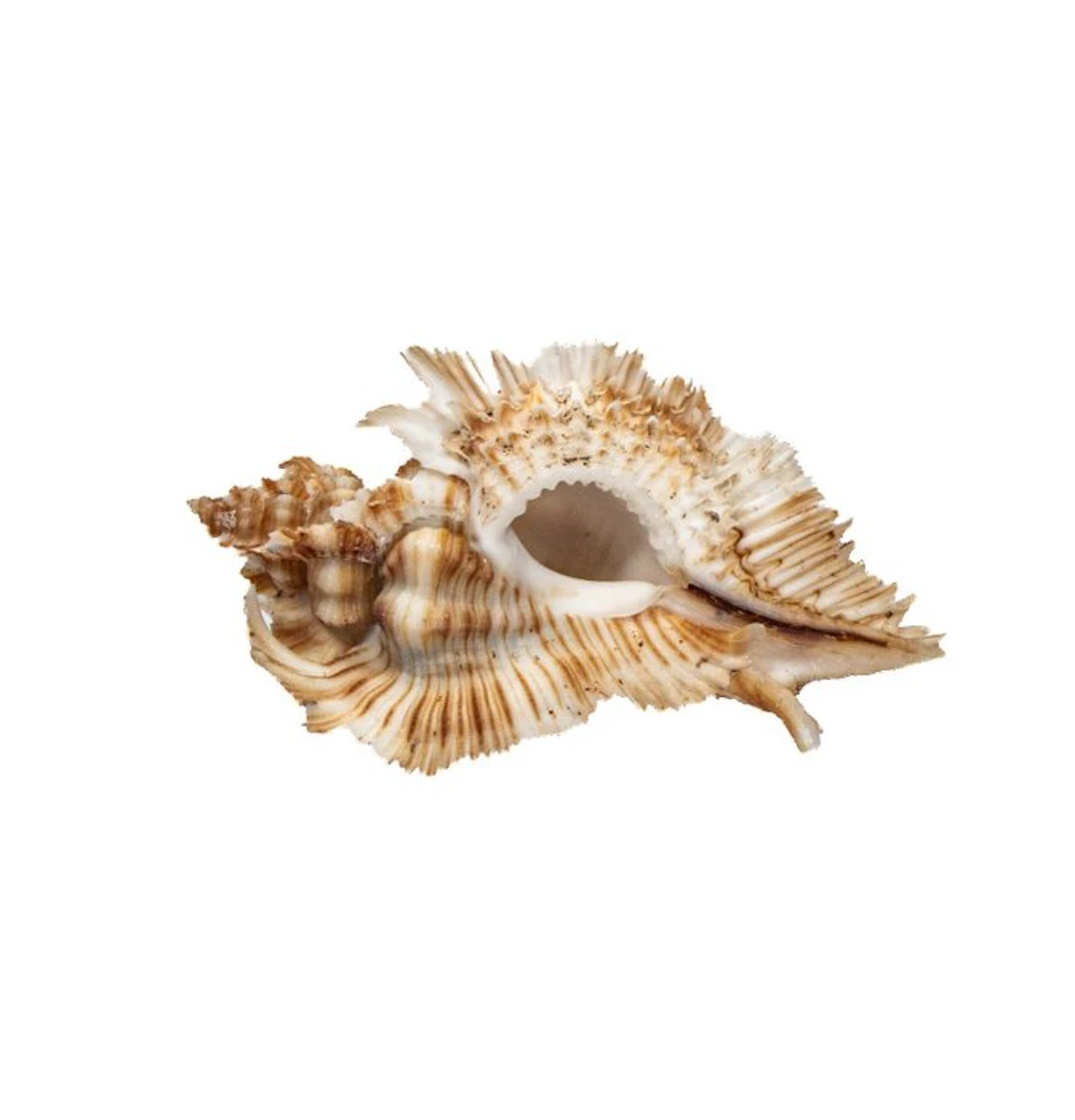 Exclusive collector's spiny snail: Chicoreus miyokoae (55 mm