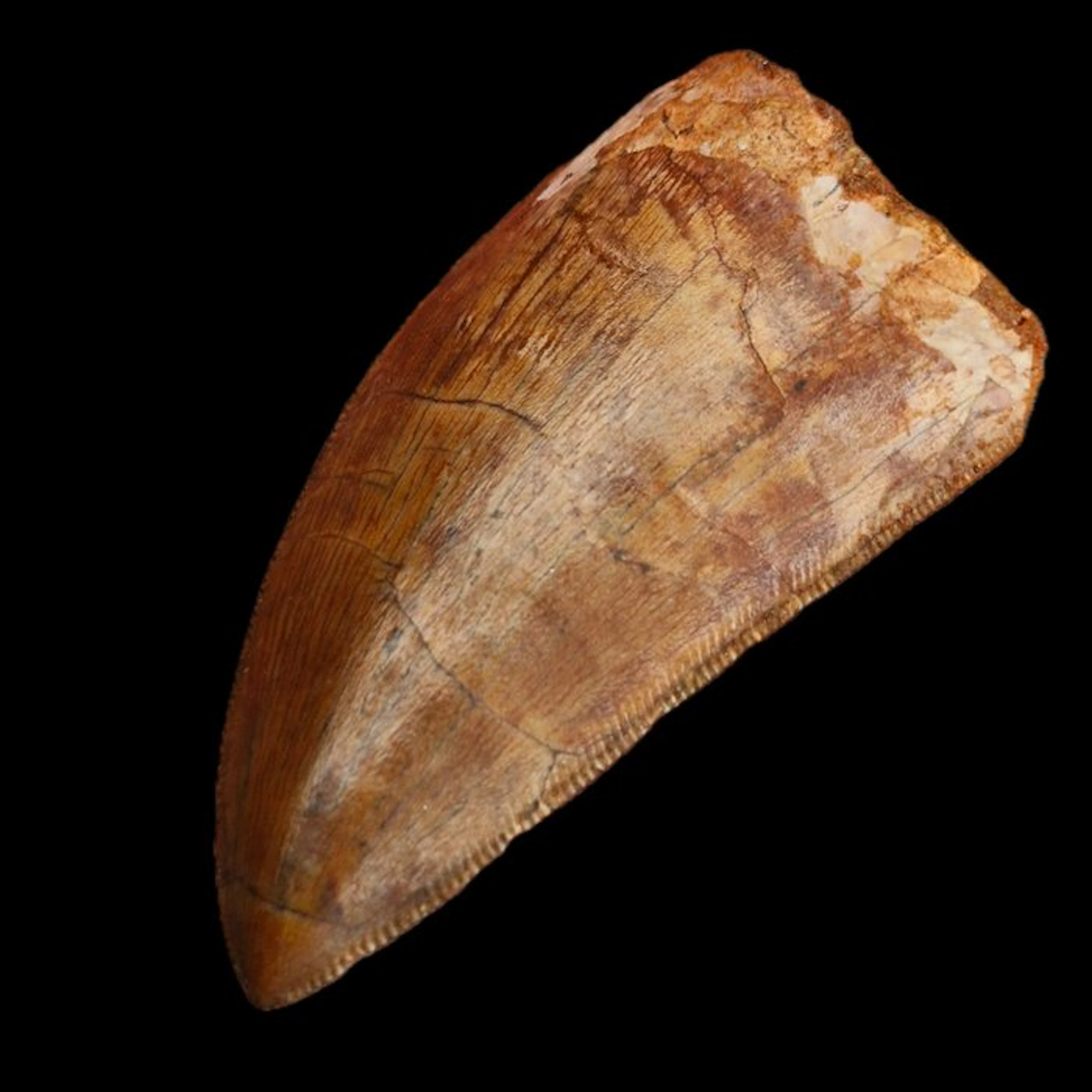 Top Quality Serrated Dinosaur Teeth - Fossil tooth...
