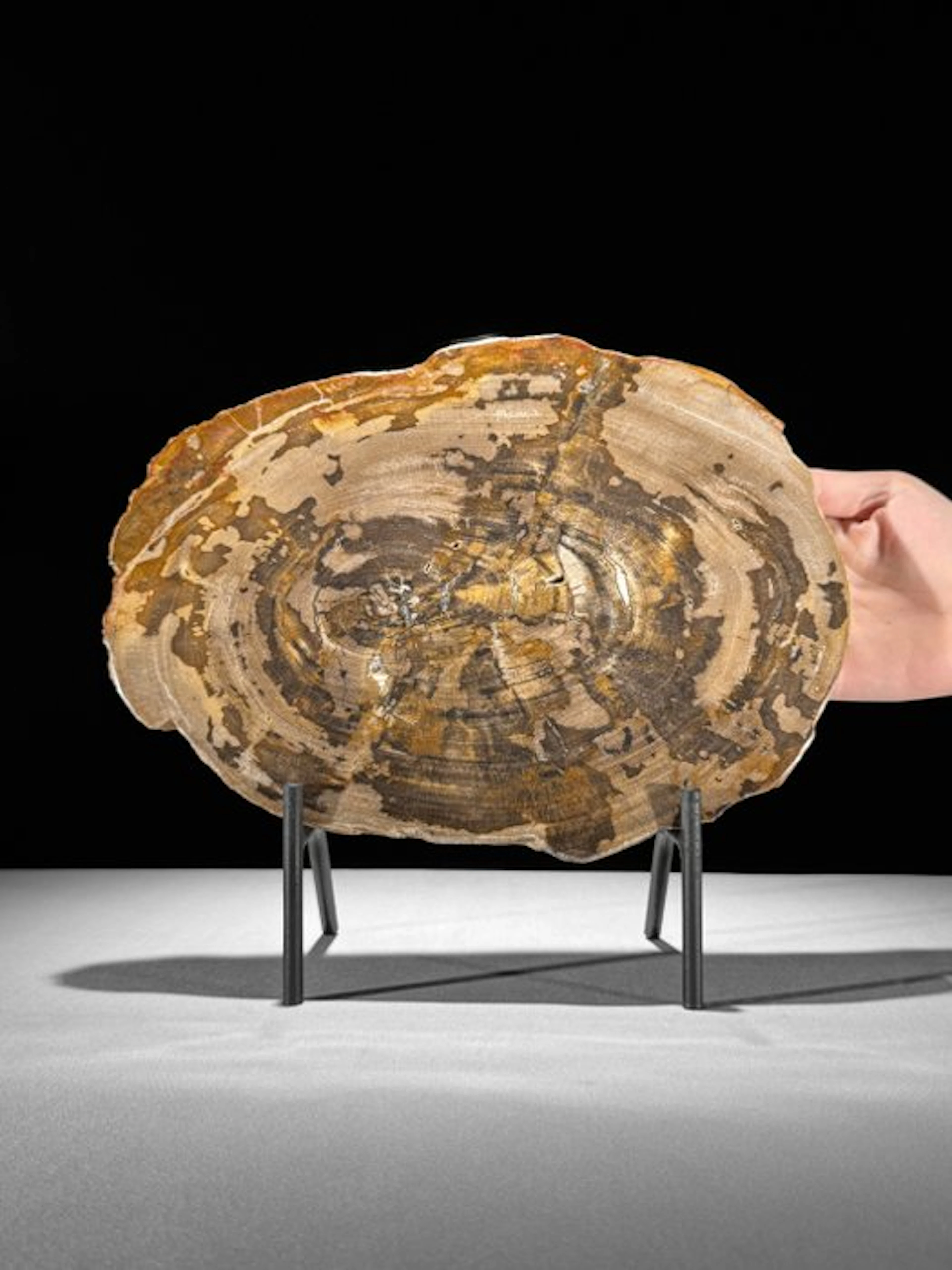 Stunning Slice of Petrified Wood on a custom stand...