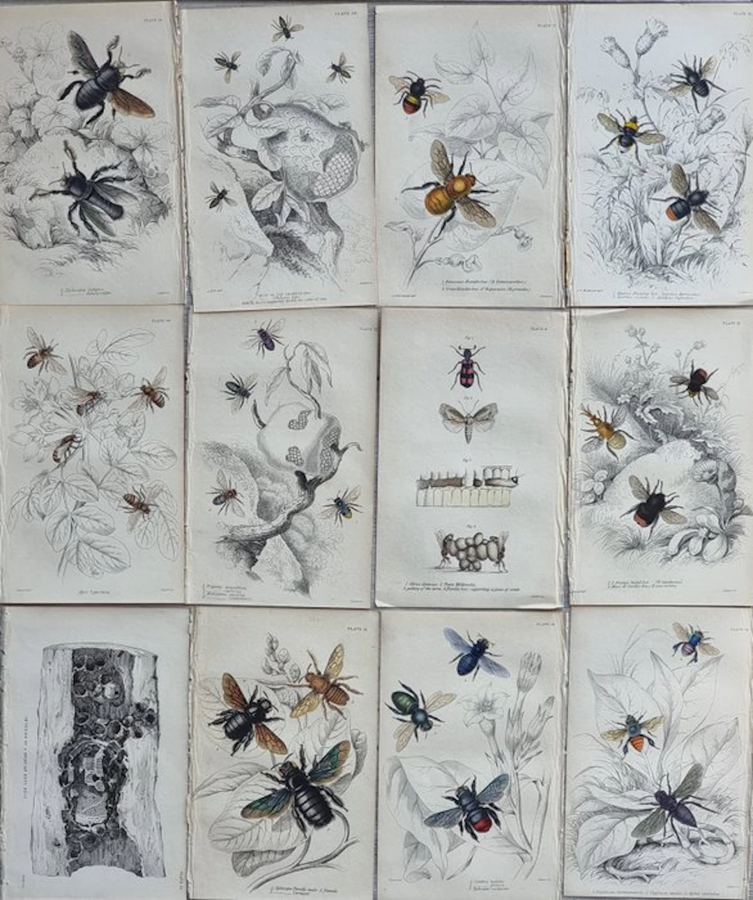 Sir William Jardine (1800–1874) - Lot of 12 plates "The...
