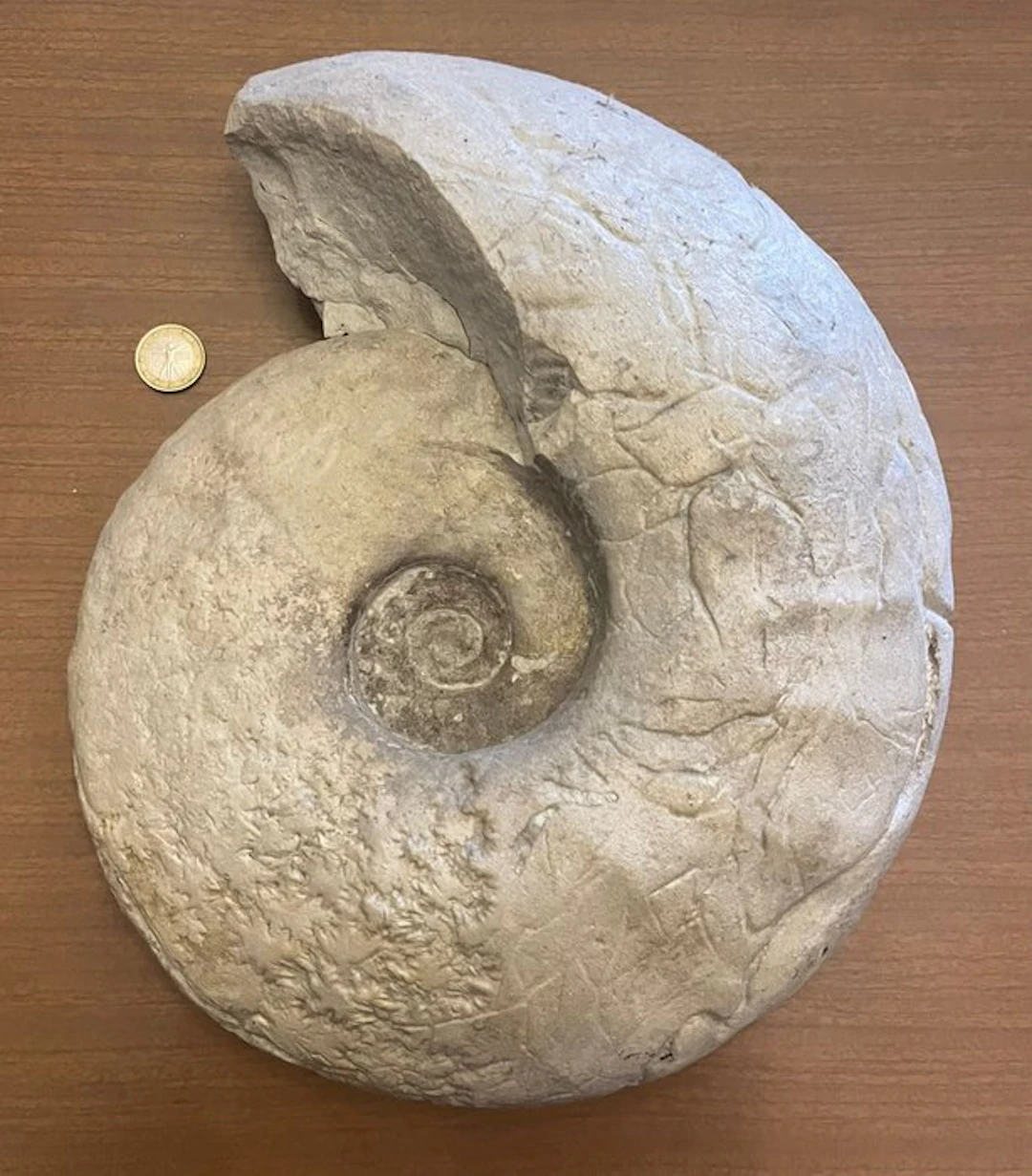 Huge and rare 32cm Eopachidiscus marcianus ammonite from...