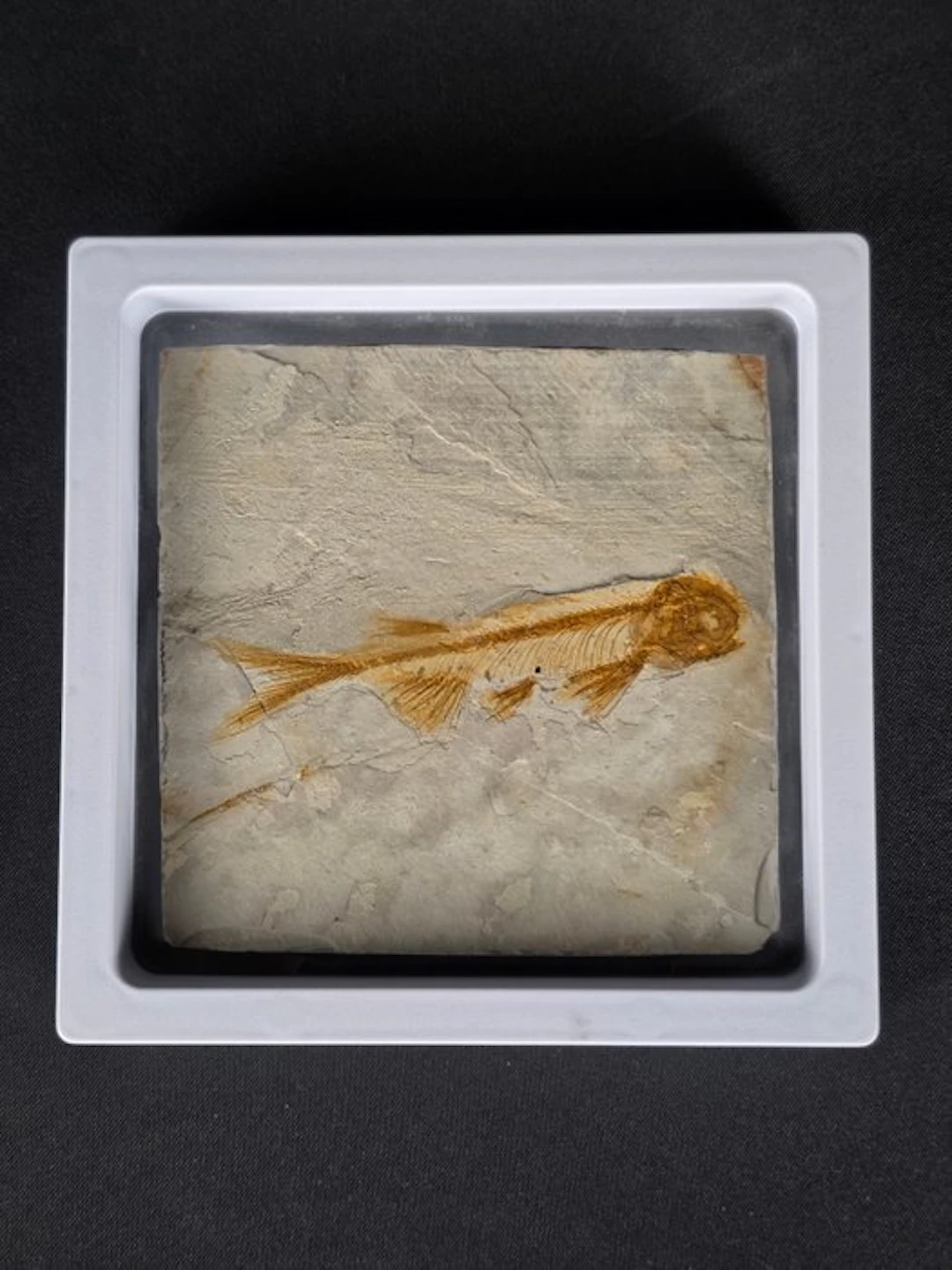 Fish - Fossilised animal - Lycoptera - 11 cm (No reserve price)