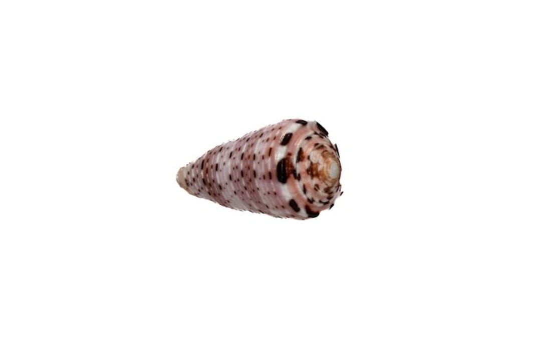 Colorful collector's piece: Conus aurisiacus (45 mm) – GEM-quality from Phuket