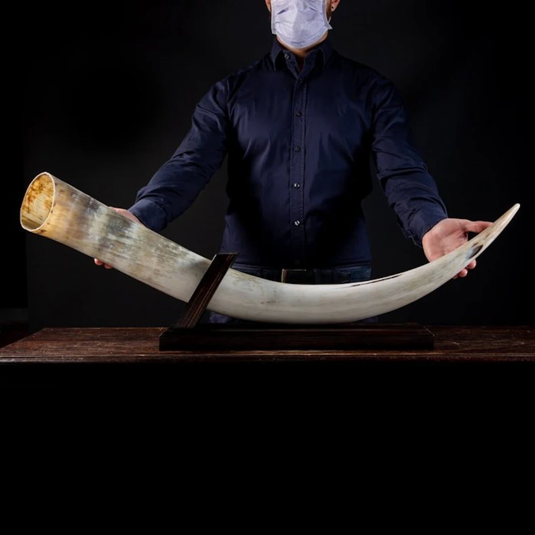 Large Buffalo Horn on Custom Base - Taxidermy full body...