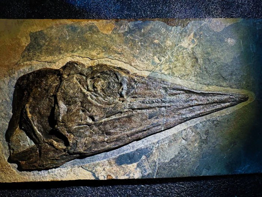 Fossil matrix - Ichthyosauria - 29 cm