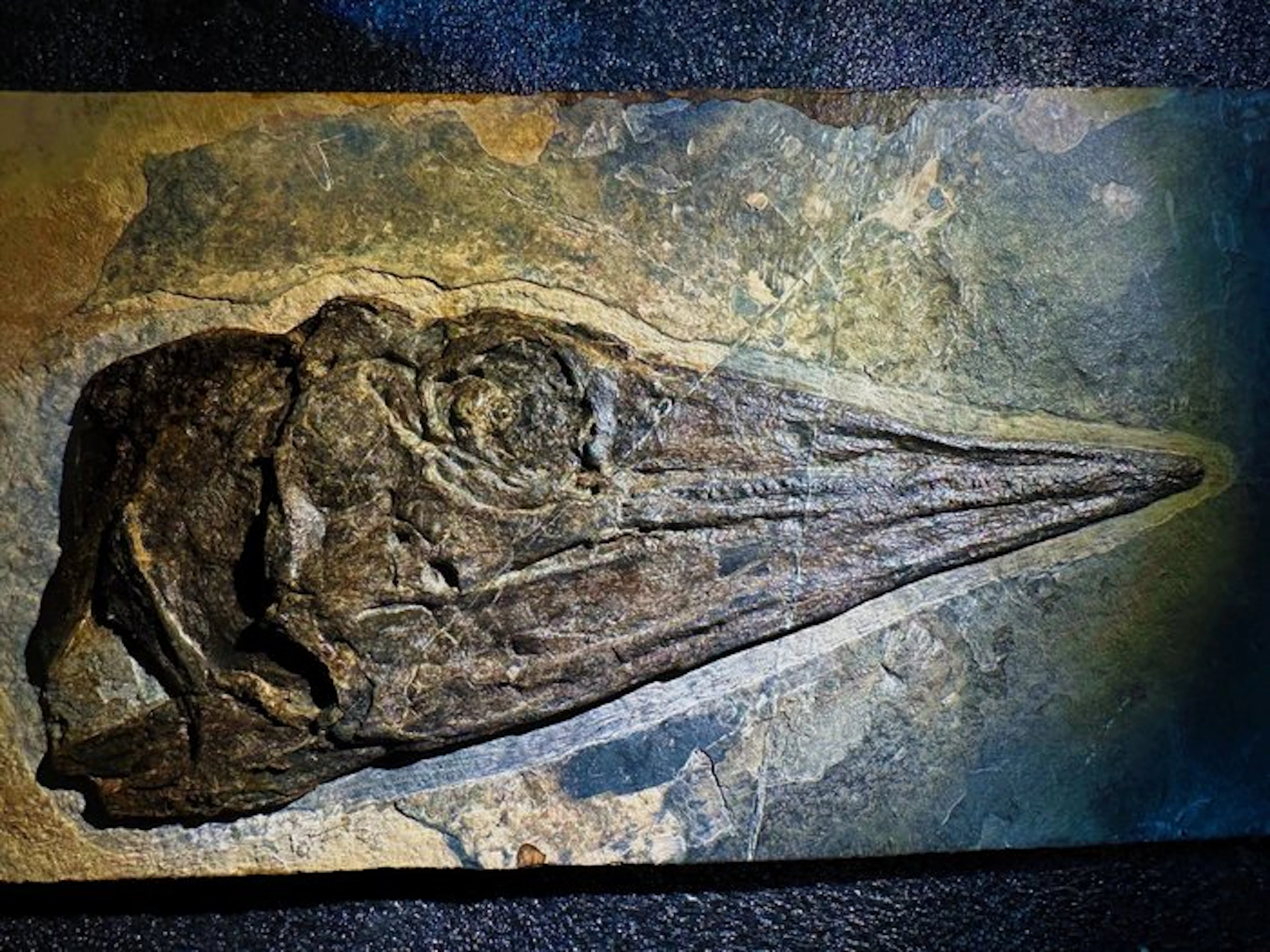 Fossil matrix - Ichthyosauria - 29 cm