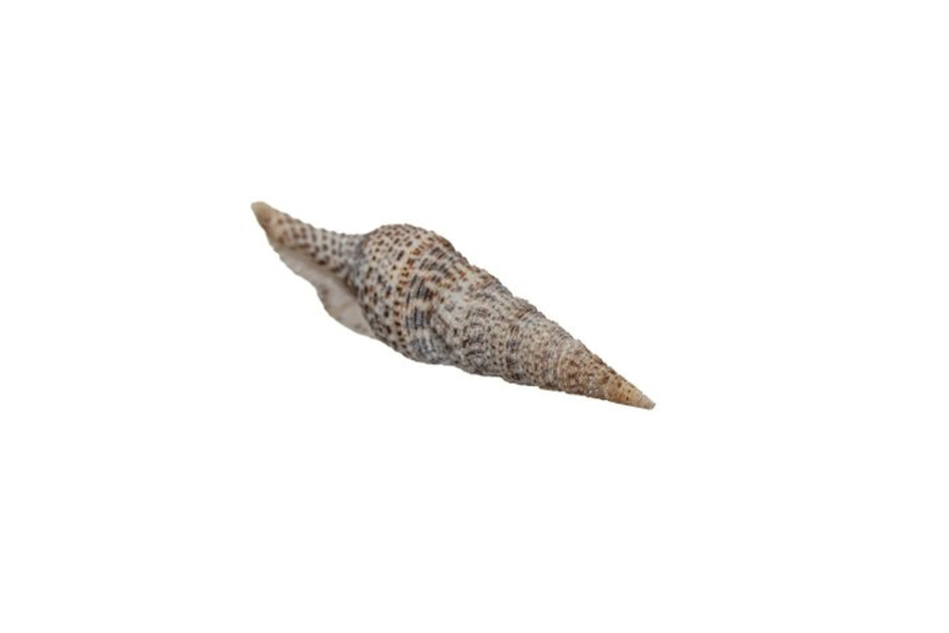 ★ THAI GIANT ★ Turris crispa – 75 mm – Perfect GEM...