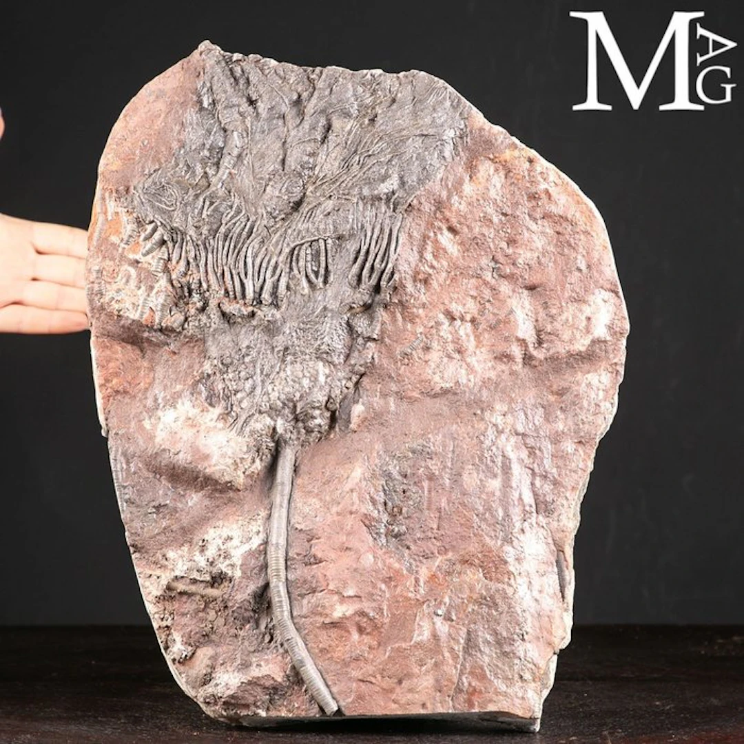 Crinoid Fossil Specimen on Slab - Scyphocrinites Elegans...