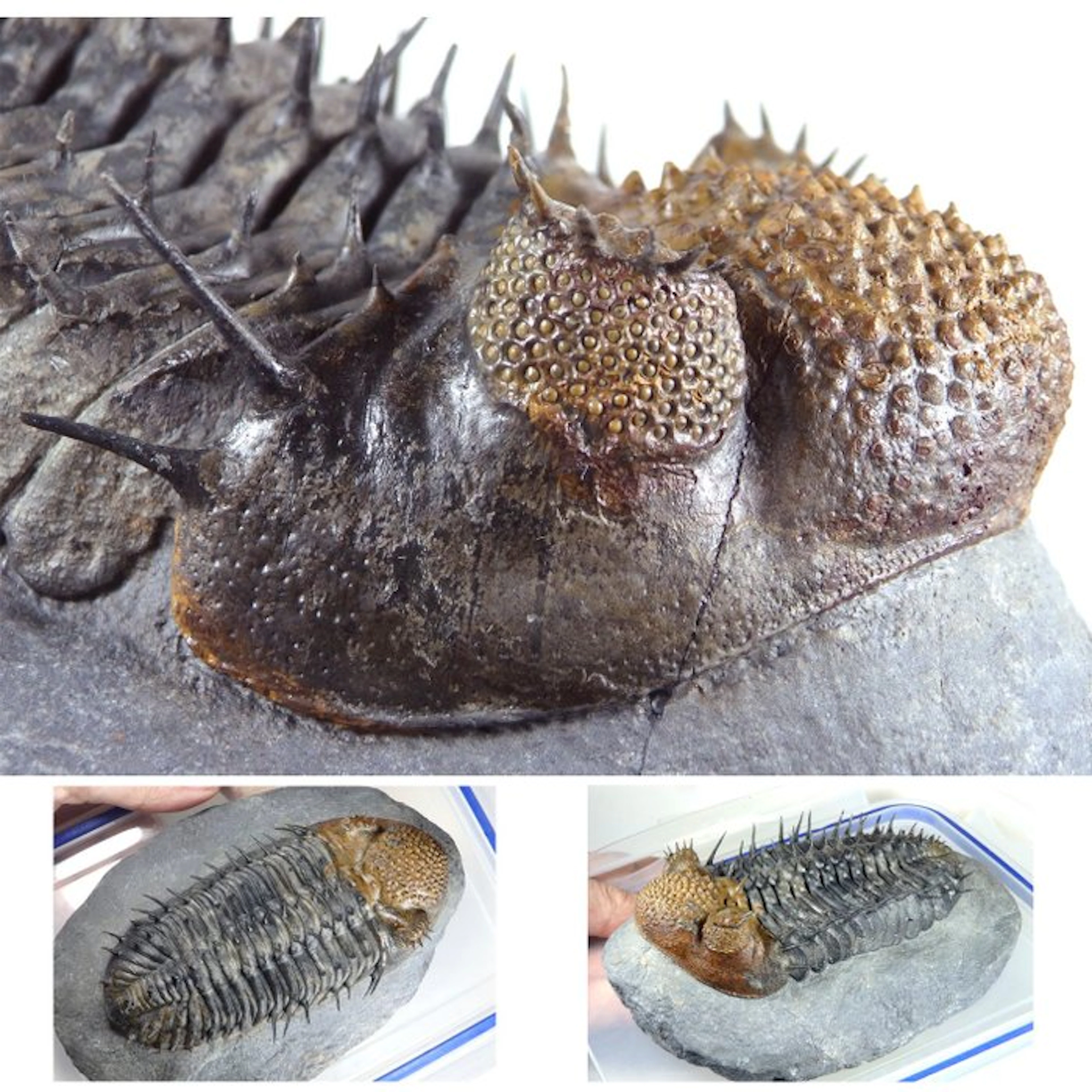 Spiny Trilobite - Fossil carapace - Drotops armatus - Gorgeous specimen