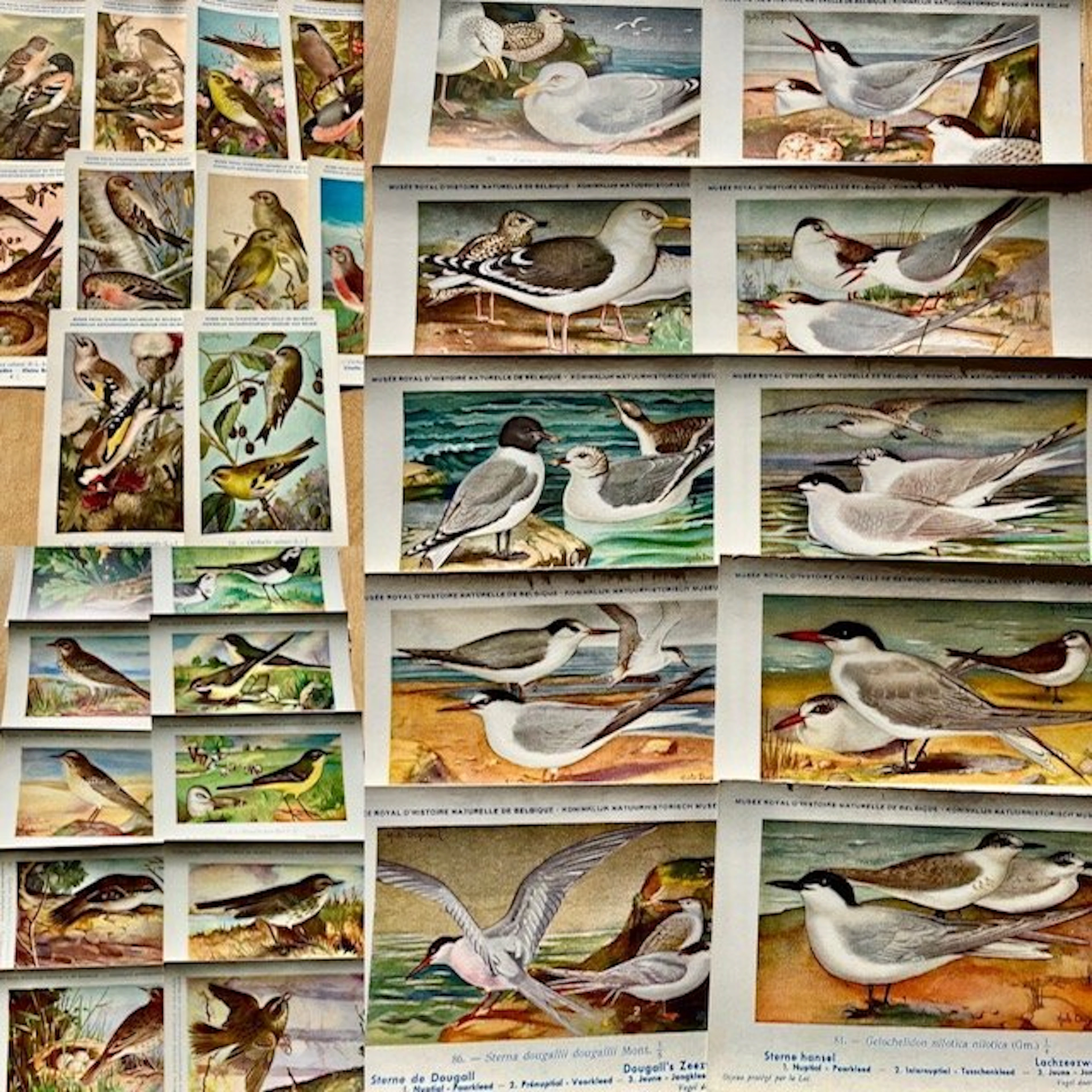 Belgium - Animals