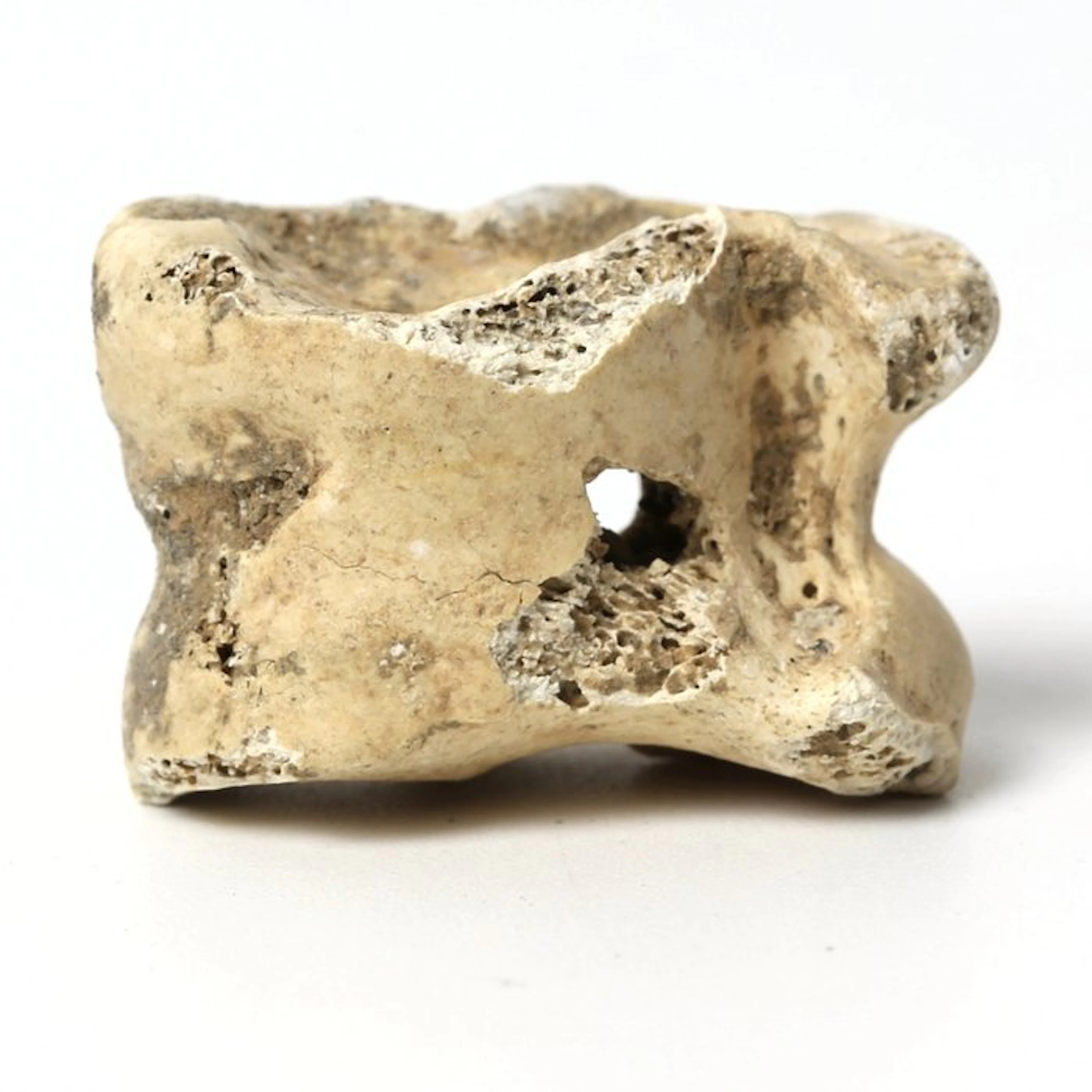 Ancient Roman Bone Astragalus (Knucklebone) for gaming (No reserve price)