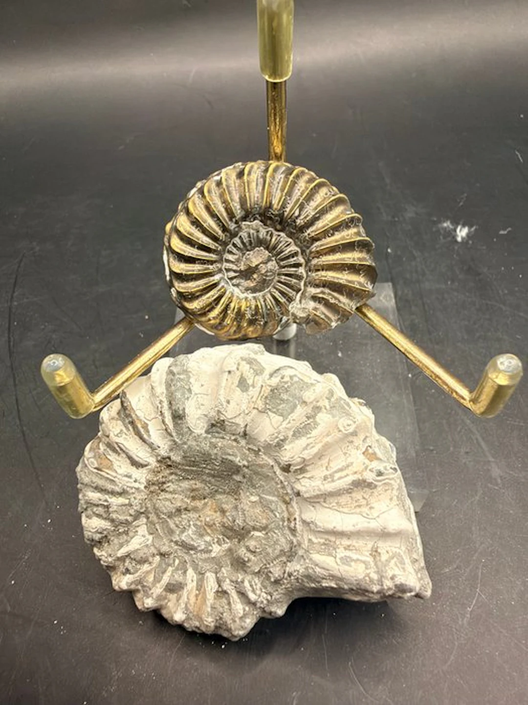 Ammonite - Fossilised animal - Pleuroceras - 5.8 cm (No reserve price)