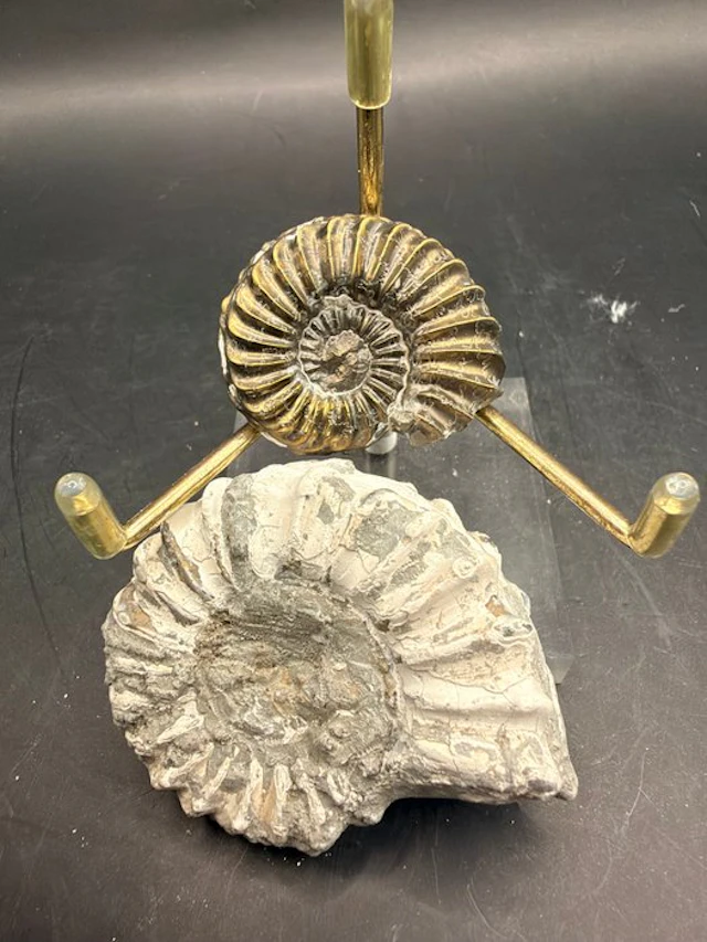 Ammonite - Fossilised animal - Pleuroceras - 5.8 cm (No reserve price)