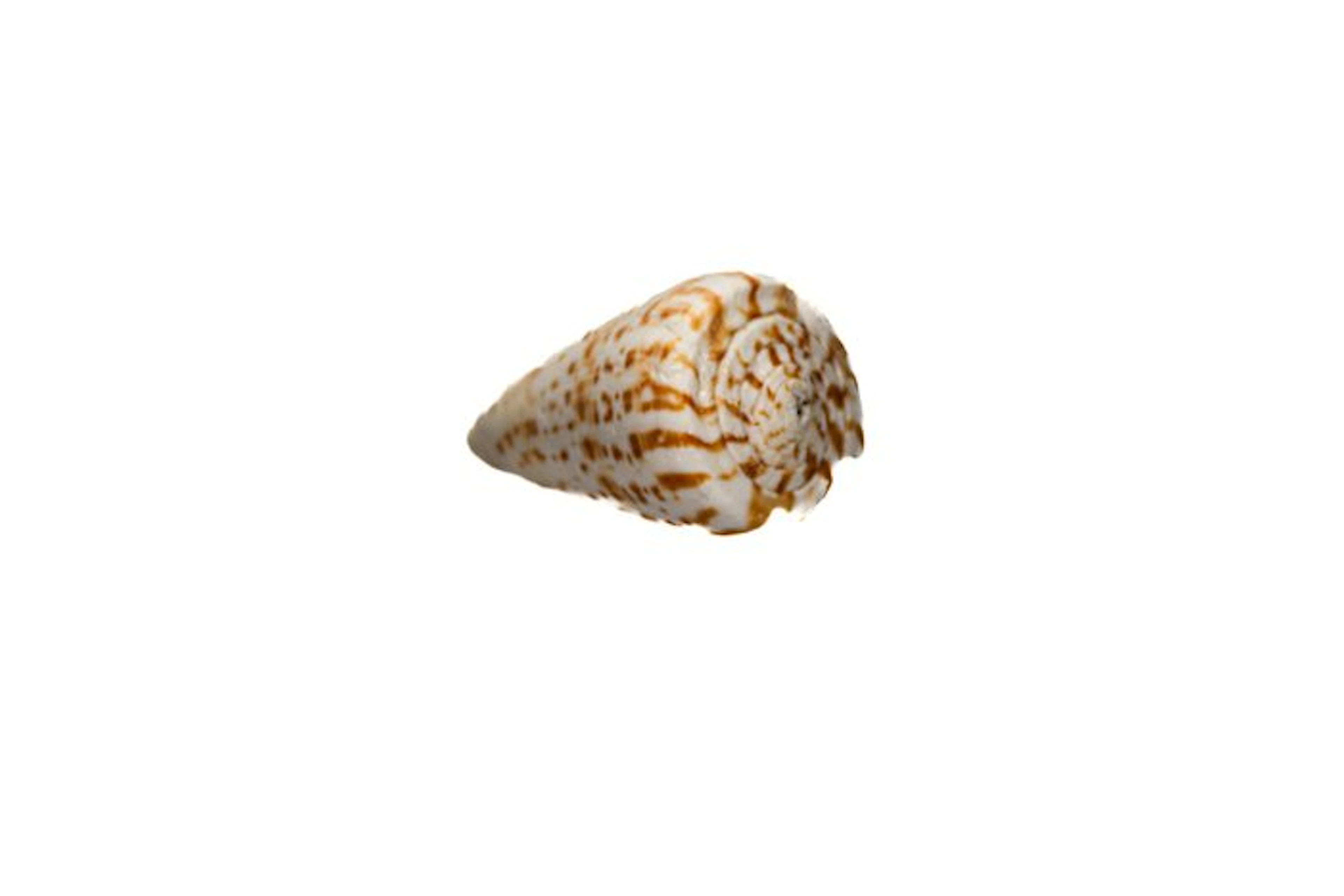 Fascinating cone snail: the elegant Conus angasi as a...