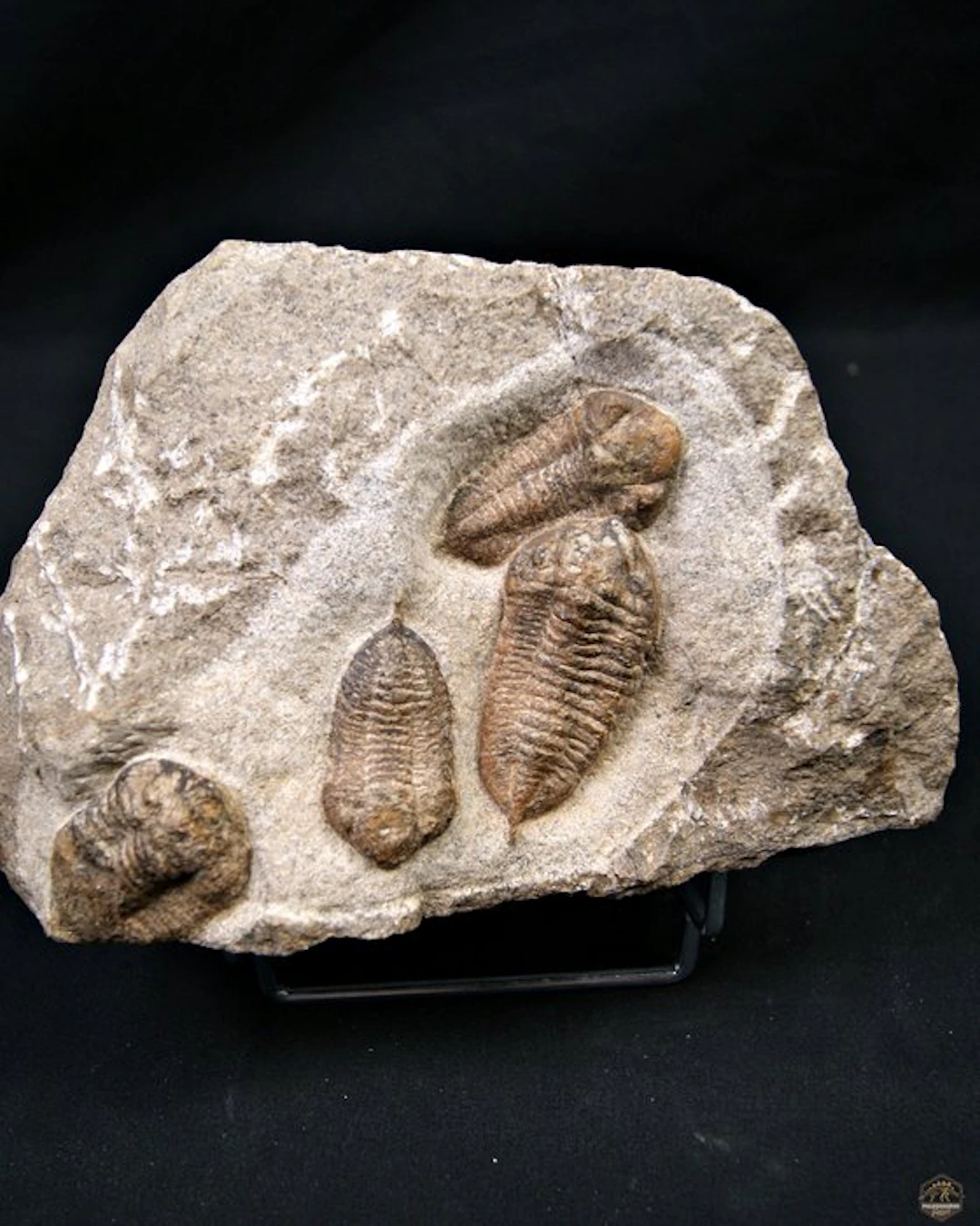 Trilobite - Fossilised animal - Placa de mortalidad con Dalmanites