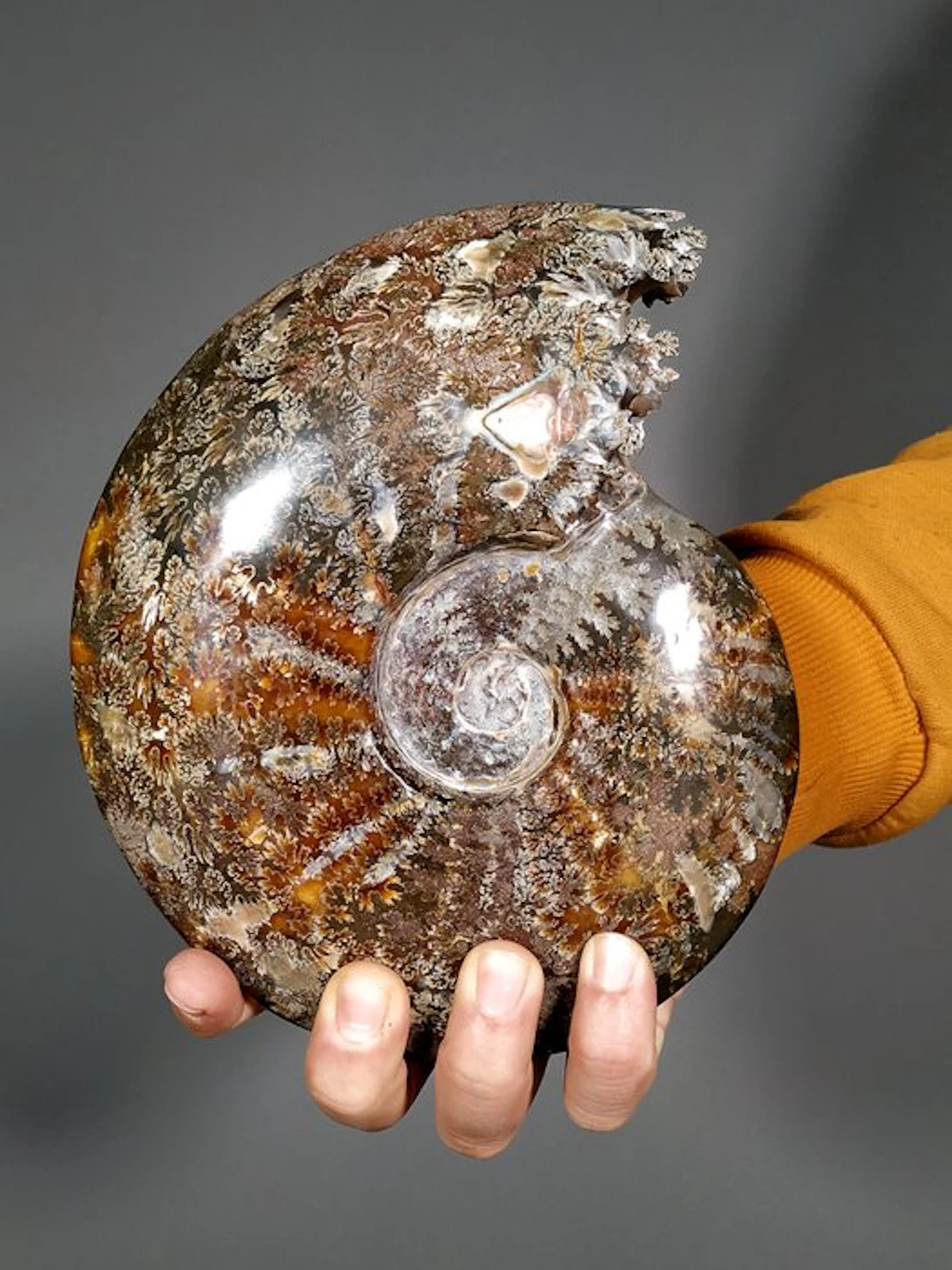 Large Polished Cleoniceras Ammonite with Intricate Suture...