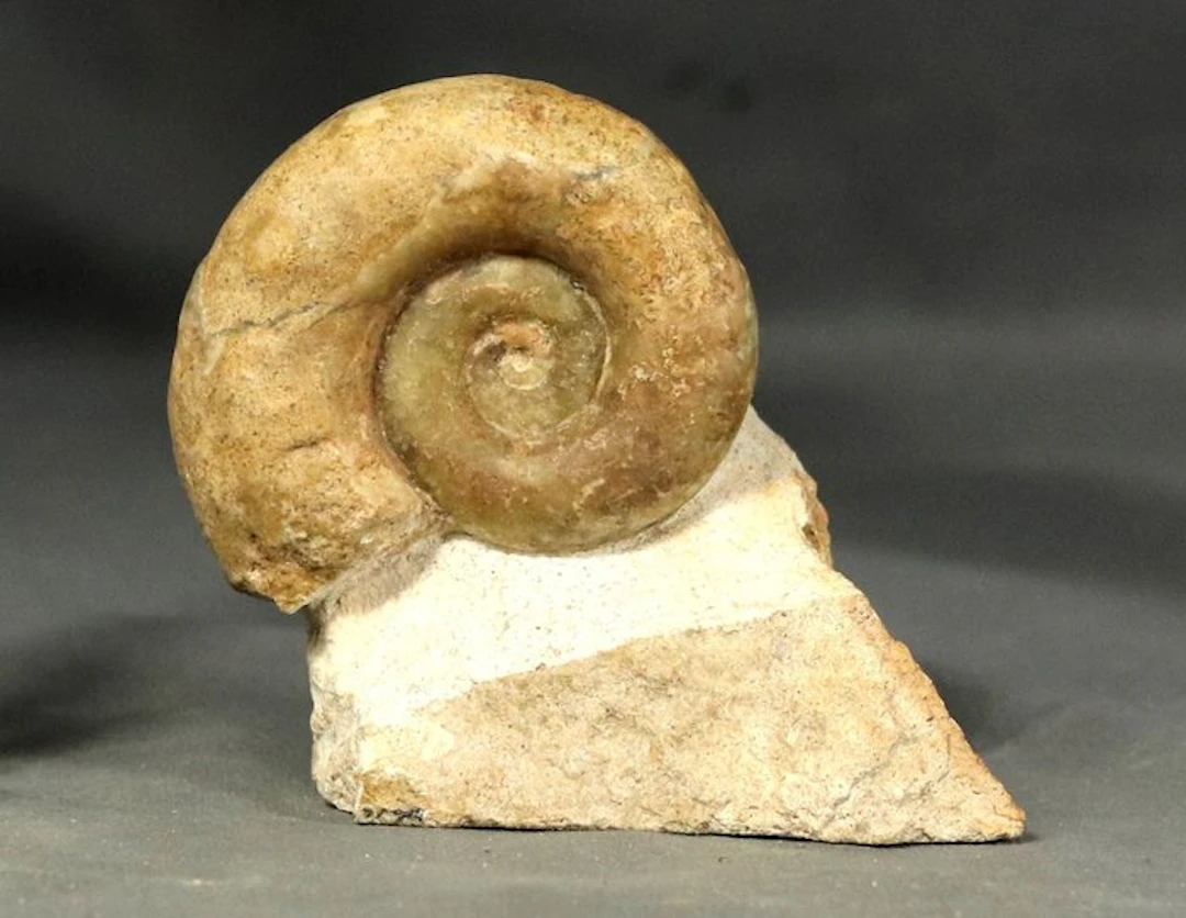 Finest Ammonite - On stone - Outstanding preservation...