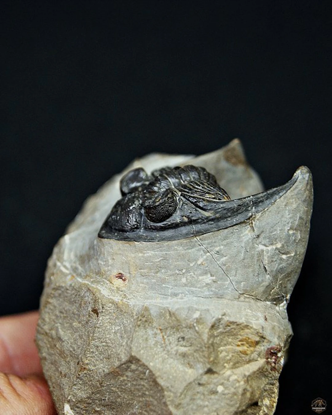 Trilobite - Fossil matrix - Zlichovaspis rugosa – ejemplar raro